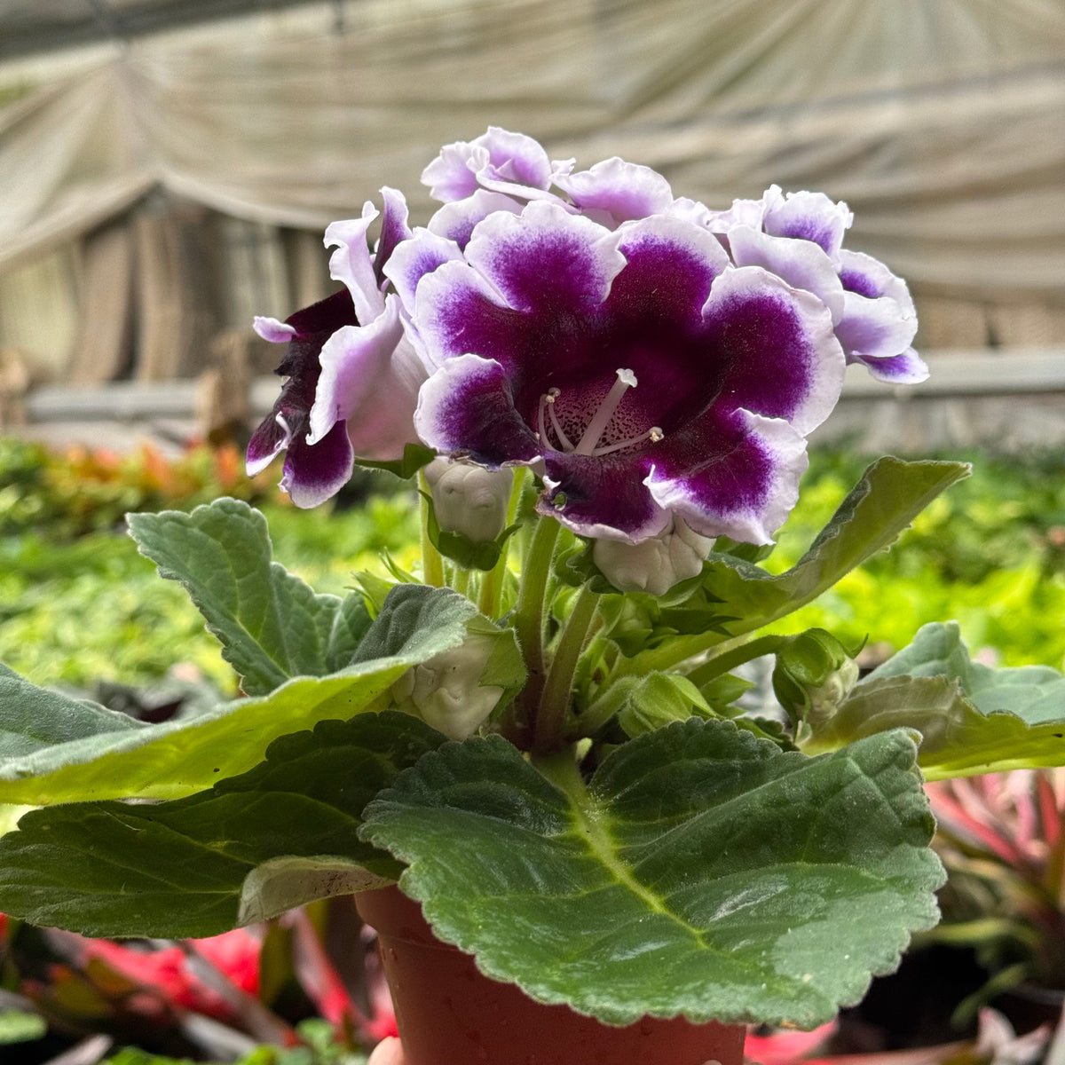 Gloxinia 'Bicolor' live plant, photo 7 - Austin Jungle Co.