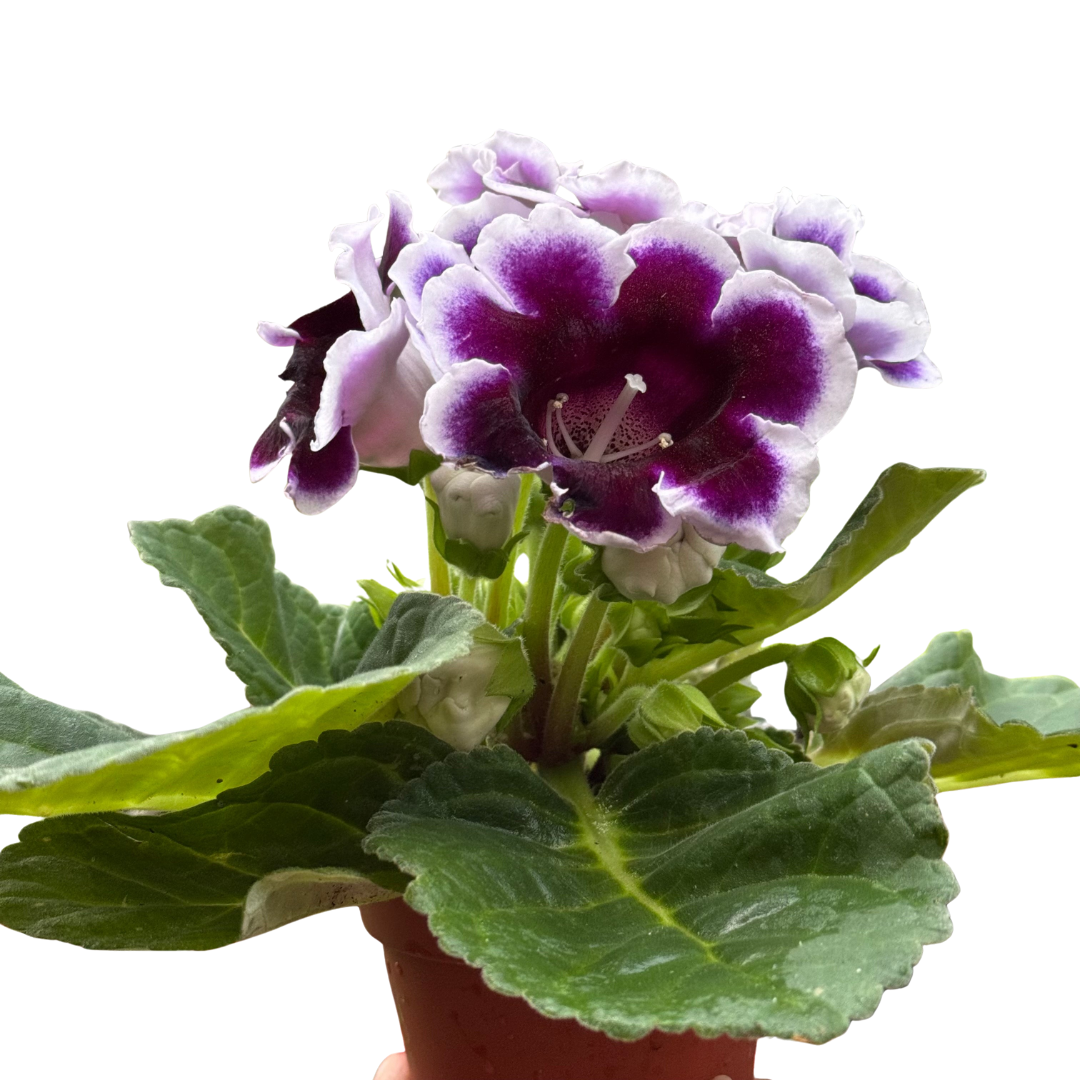 Gloxinia 'Bicolor' live plant, photo 1 - Austin Jungle Co.
