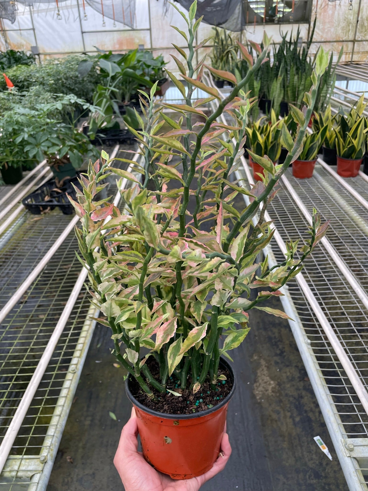 Variegated Devil's Backbone Euphorbia Succulent 4" Pot Austin Jungle Co.