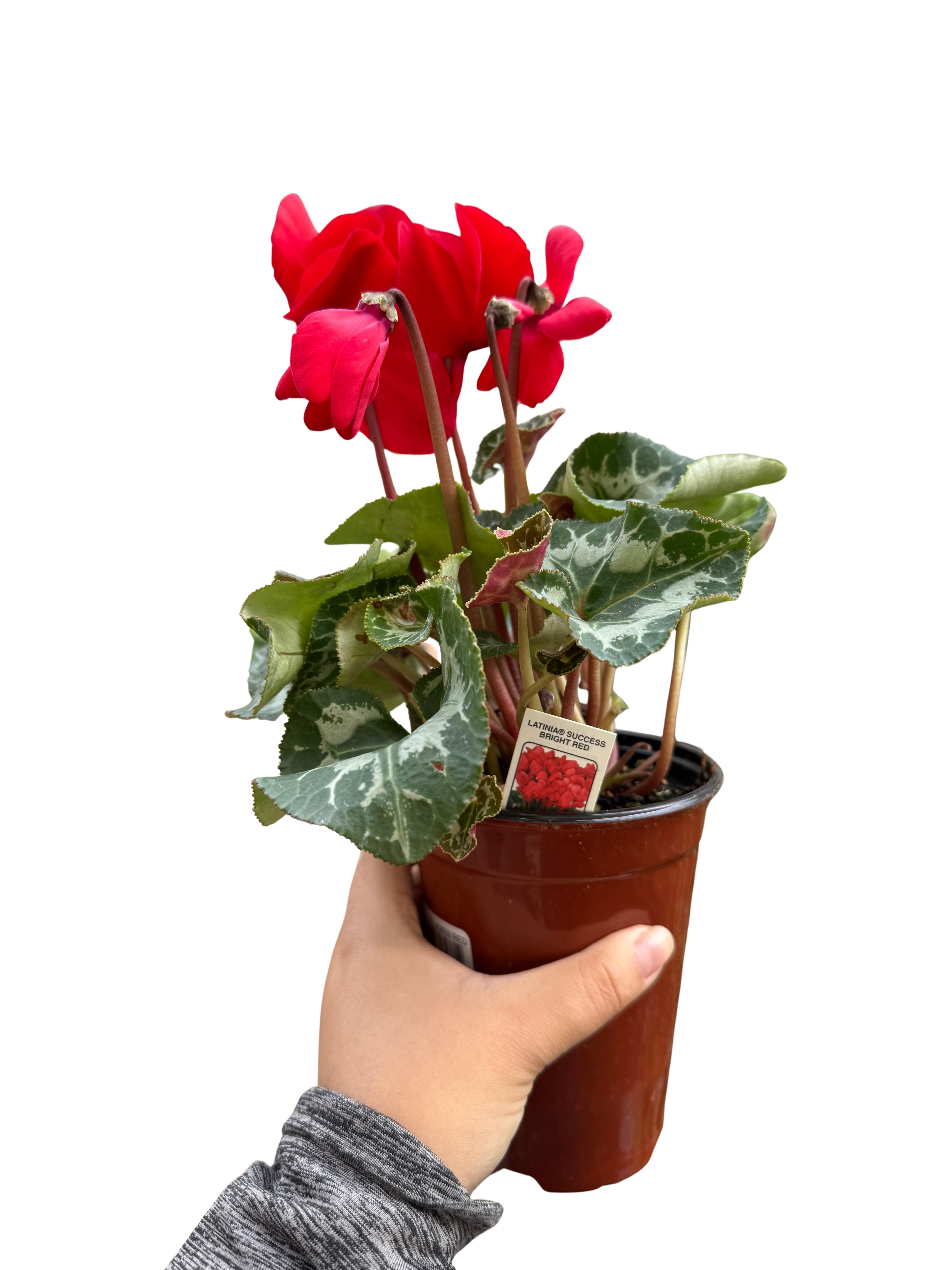 Cyclamen 'Red' - Austin Jungle Co.