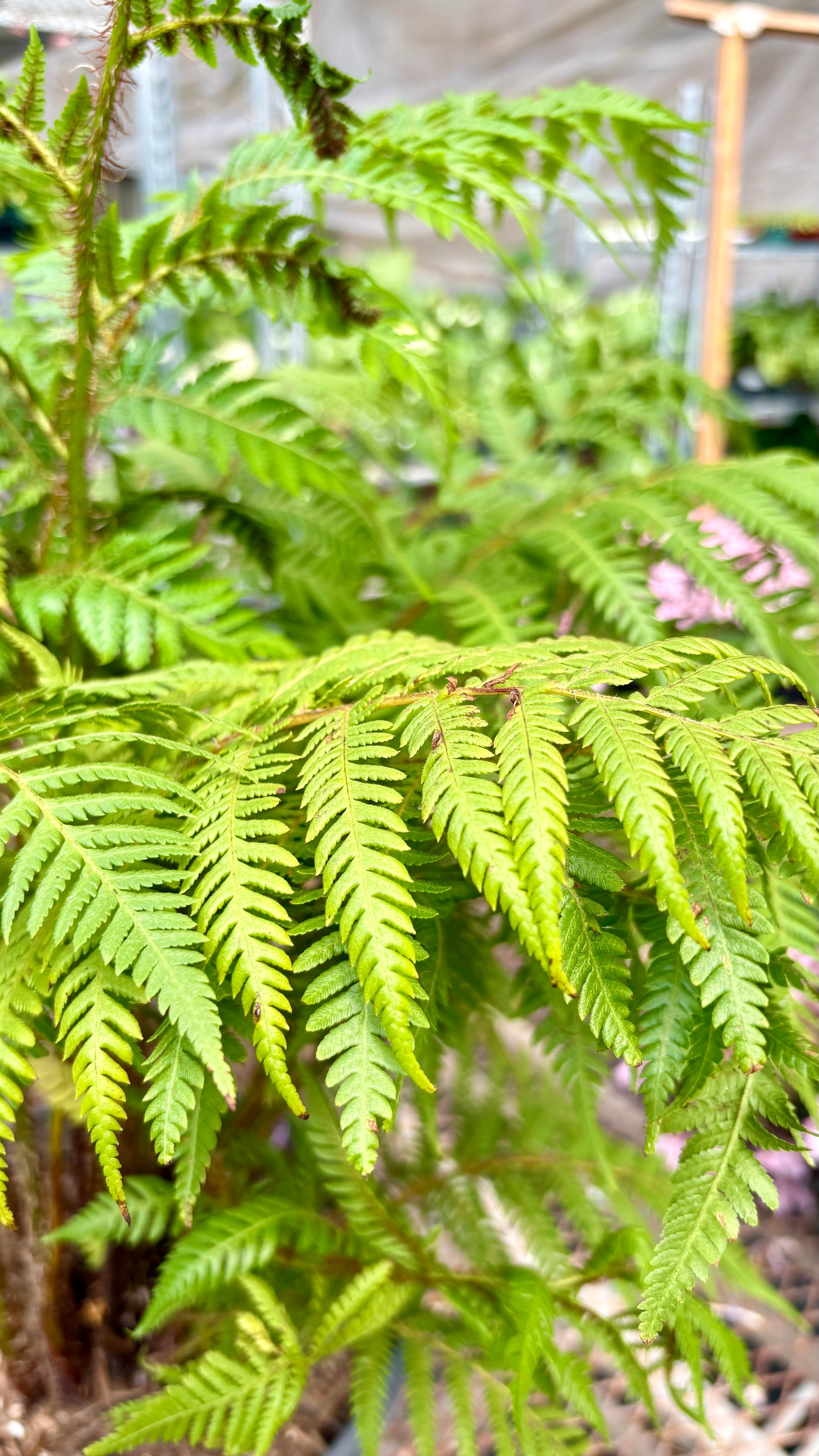 Australian Tree Fern Indoor Plants 6" Pot Austin Jungle Co.