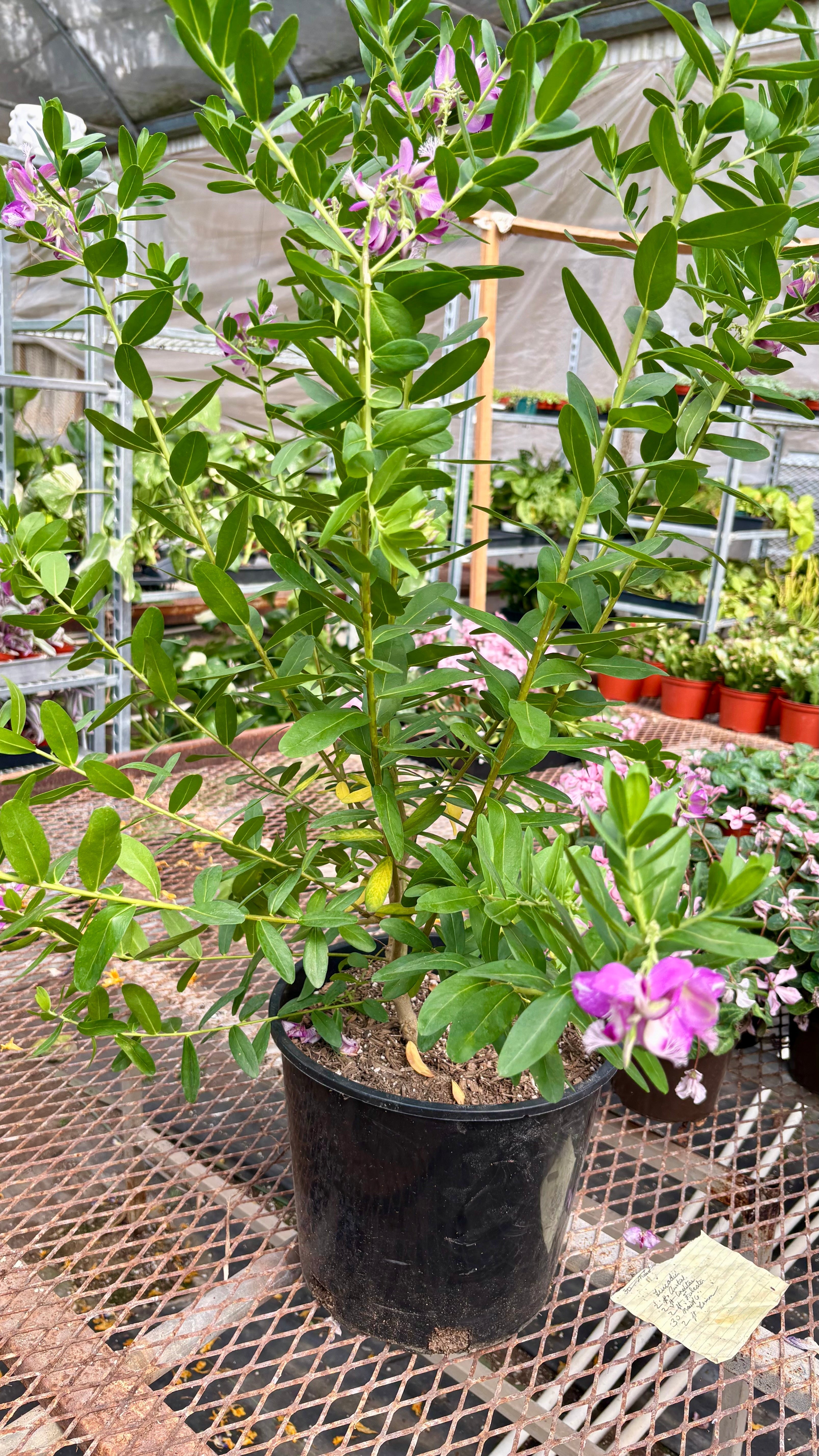 Polygala 'Grandiflora' 10" Plant 10" Pot Austin Jungle Co.