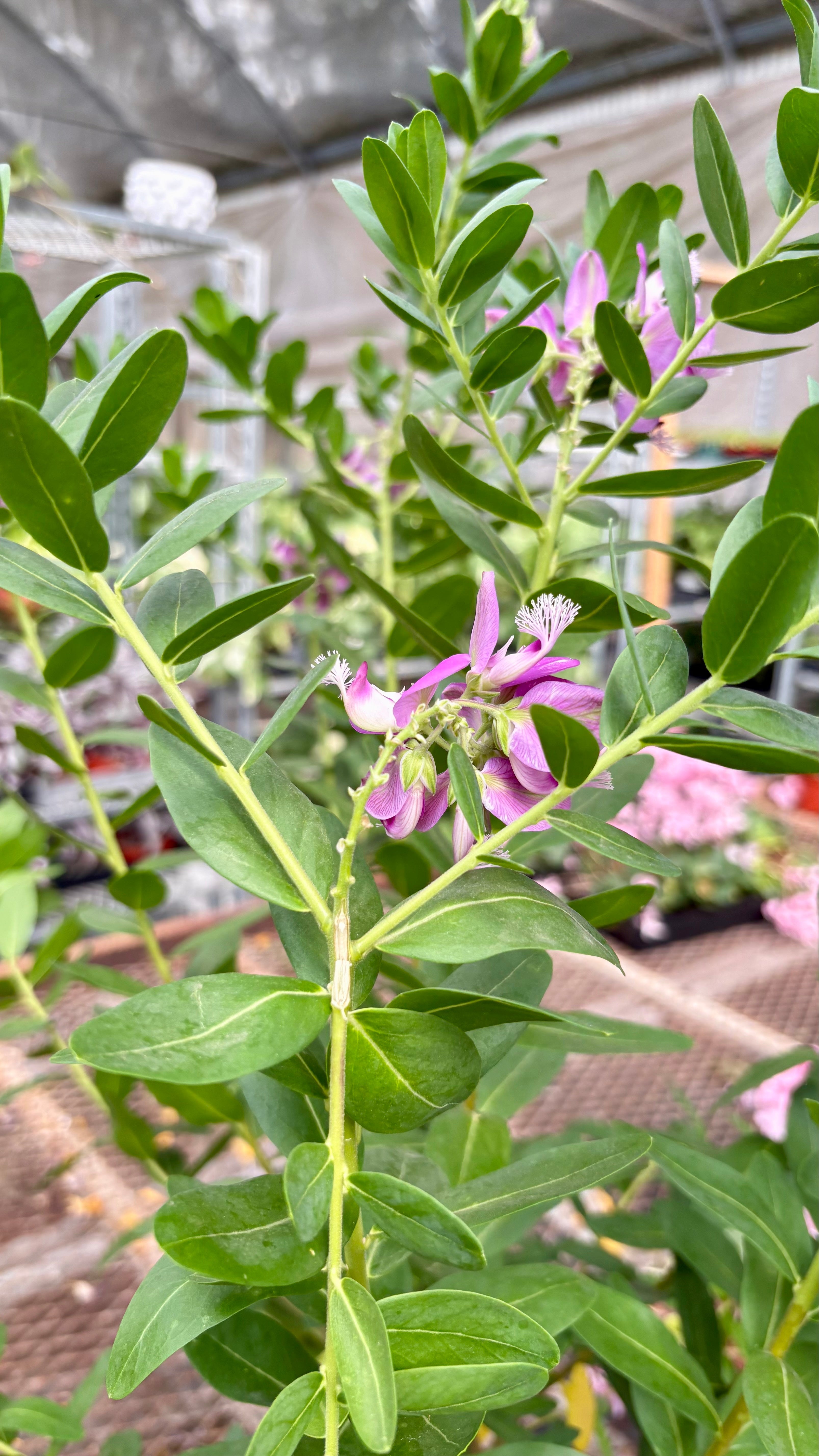 Polygala 'Grandiflora' 10" Plant 10" Pot Austin Jungle Co.