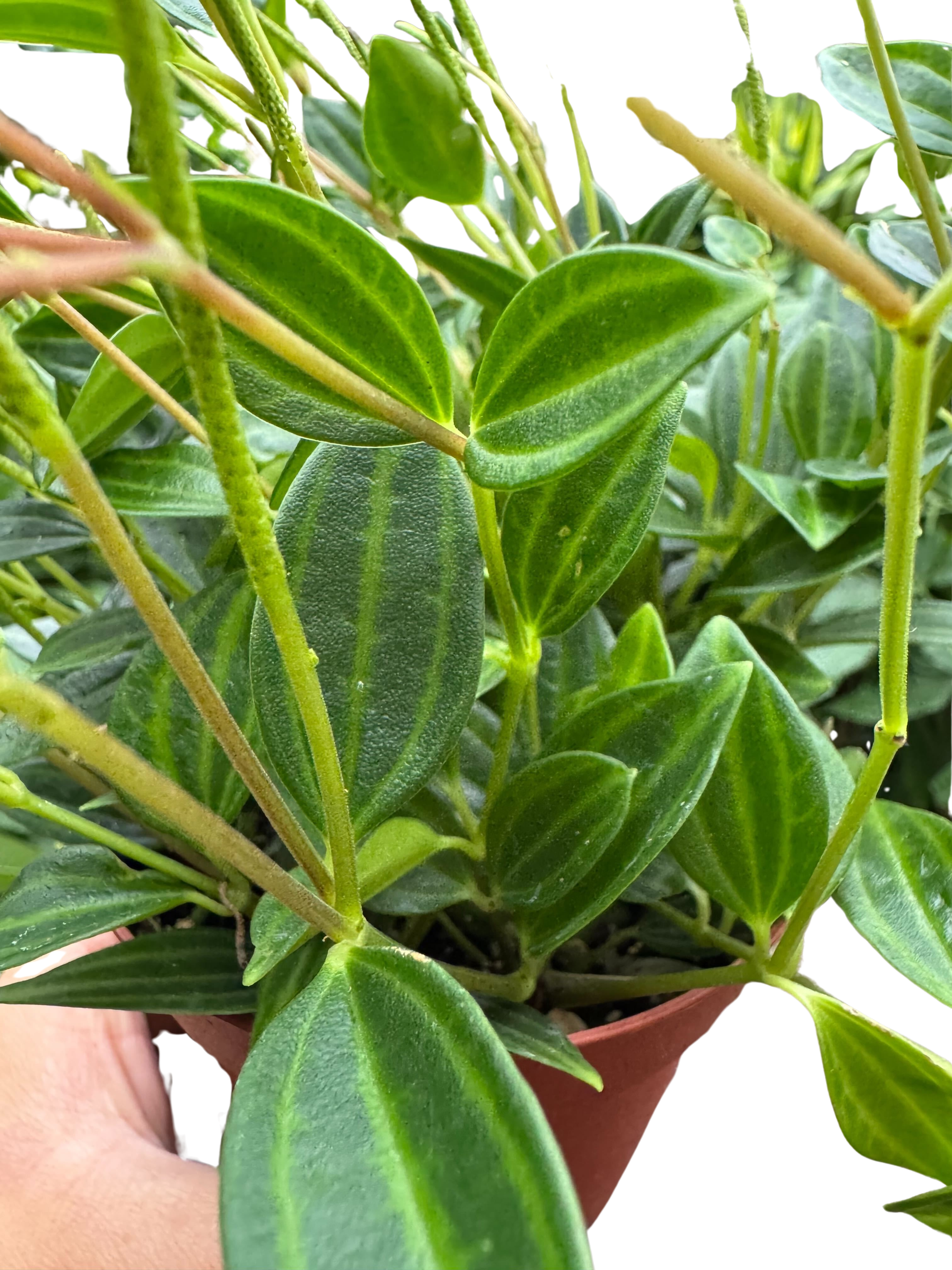 Peperomia 'Angulata' 4" Plant 4" Pot Austin Jungle Co.