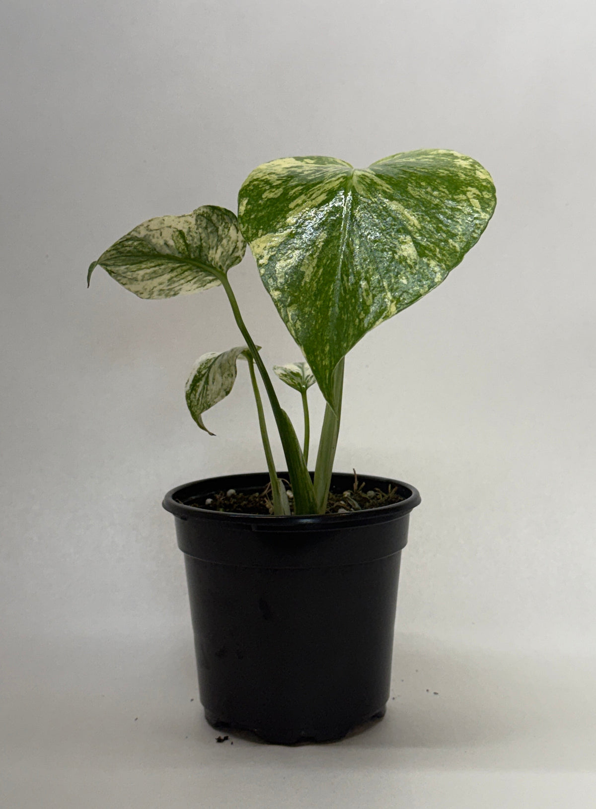 Monstera 'Mint' live plant, photo 7 - Austin Jungle Co.