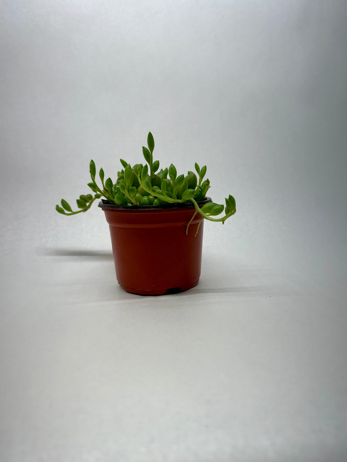 Succulent 'String Watermelon' live plant, photo 1 - Austin Jungle Co.