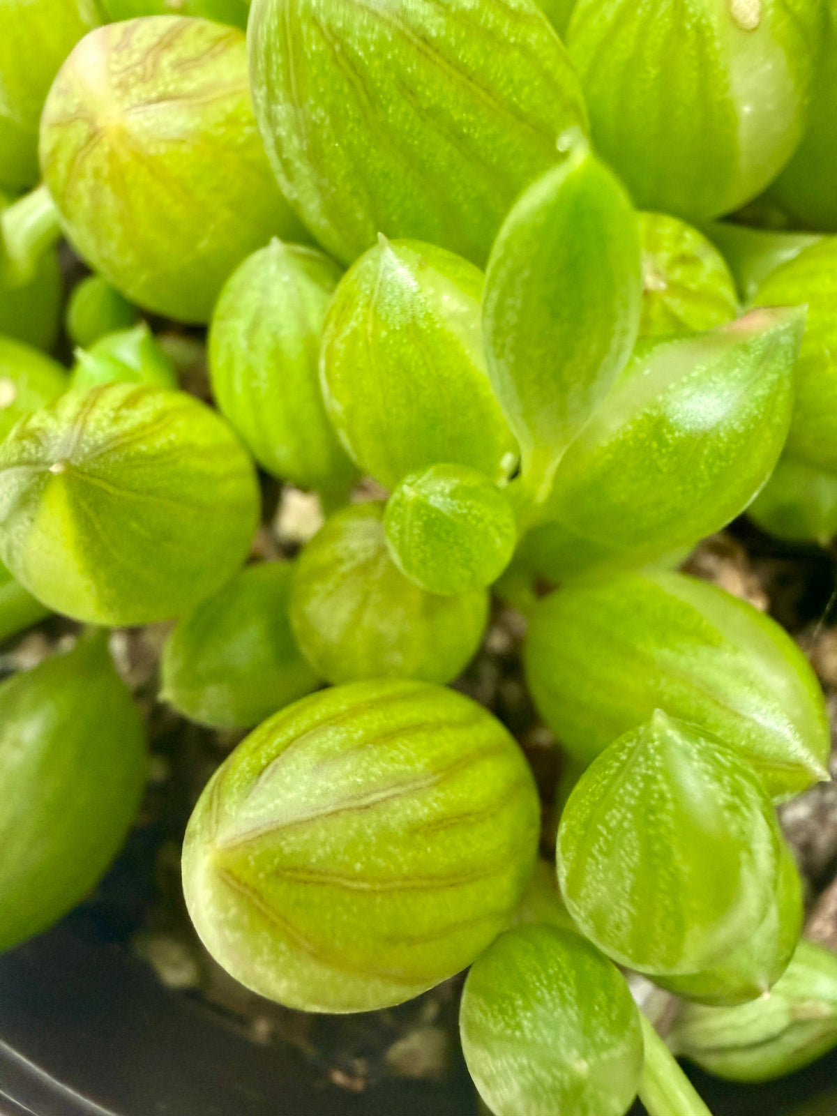 Succulent 'String Watermelon' live plant, photo 2 - Austin Jungle Co.