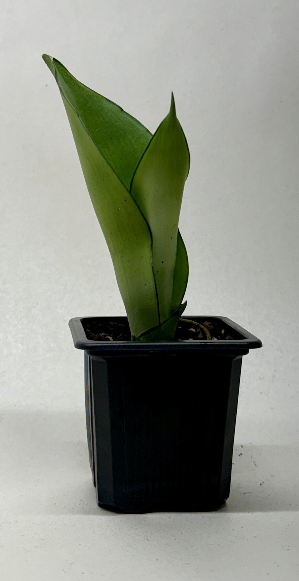 Snake Plant 'Moonshine' live plant, photo 6 - Austin Jungle Co.