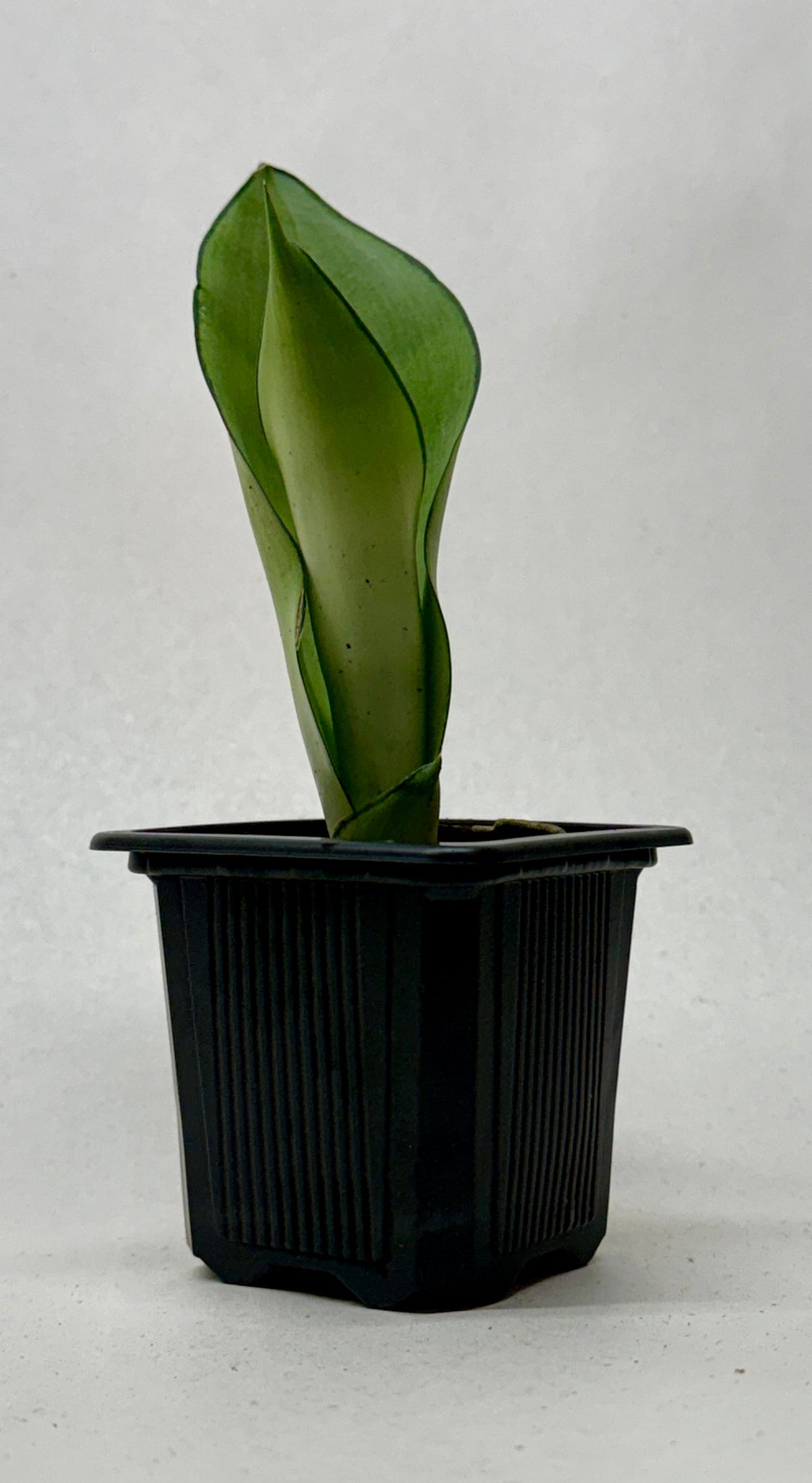 Snake Plant 'Moonshine' live plant, photo 7 - Austin Jungle Co.
