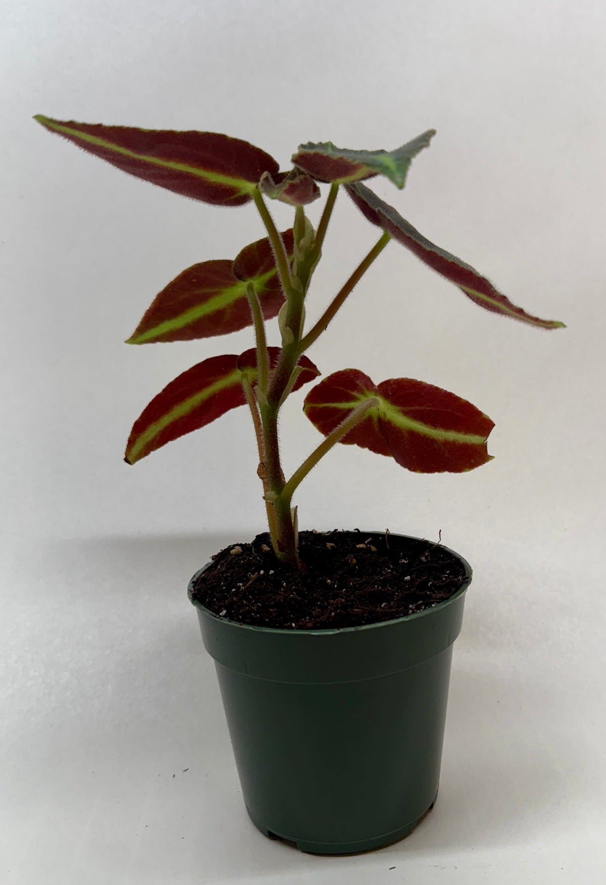 Begonia 'Listada' live plant, photo 2 - Austin Jungle Co.