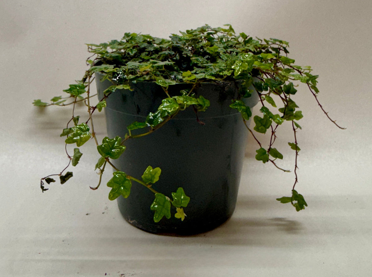 Ficus 'String of Frogs' live plant, photo 4 - Austin Jungle Co.