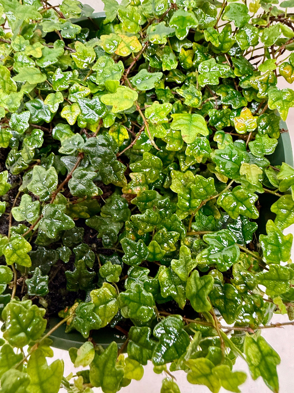 Ficus 'String of Frogs' live plant, photo 3 - Austin Jungle Co.