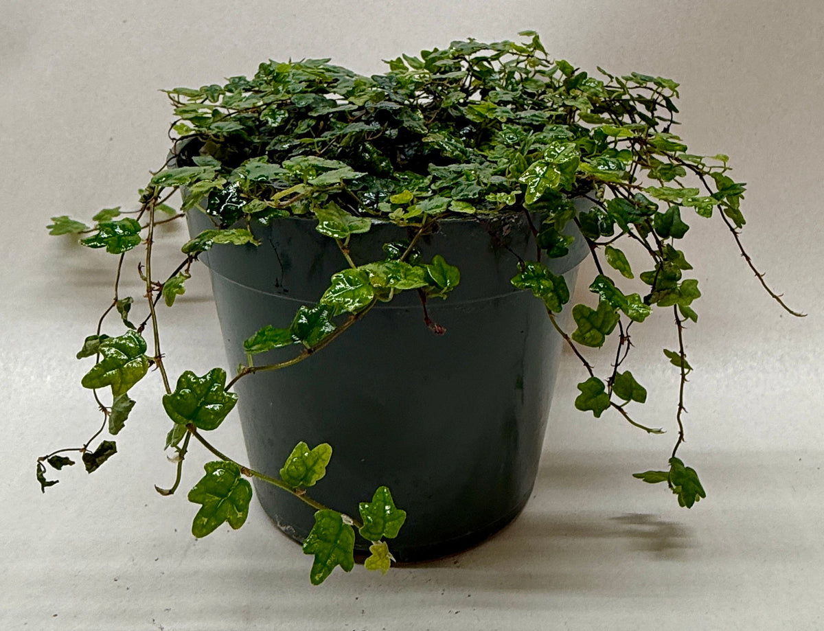 Ficus 'String of Frogs' live plant, photo 2 - Austin Jungle Co.