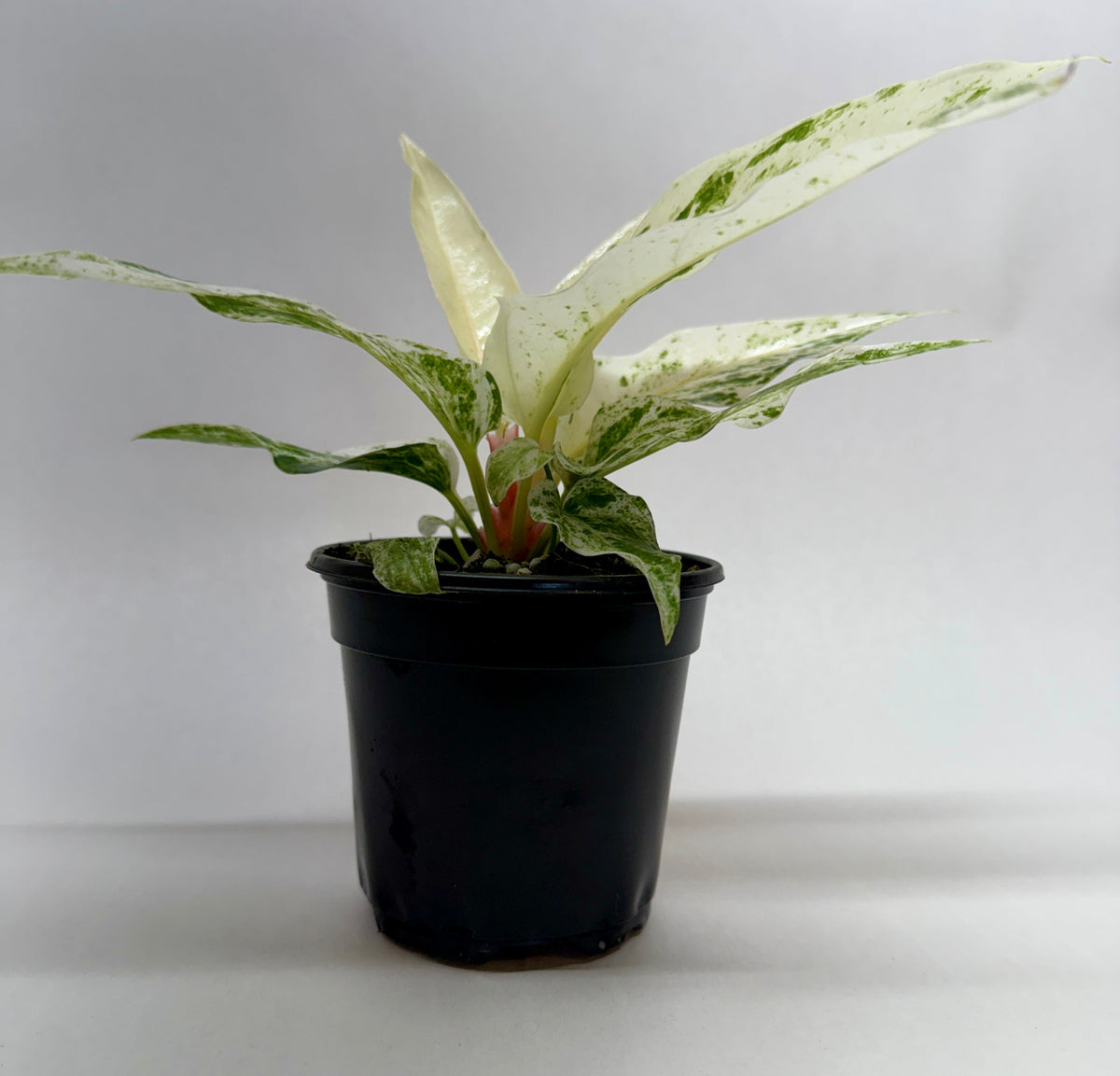 Anthurium 'Variegated Hookeri' live plant, photo 3 - Austin Jungle Co.