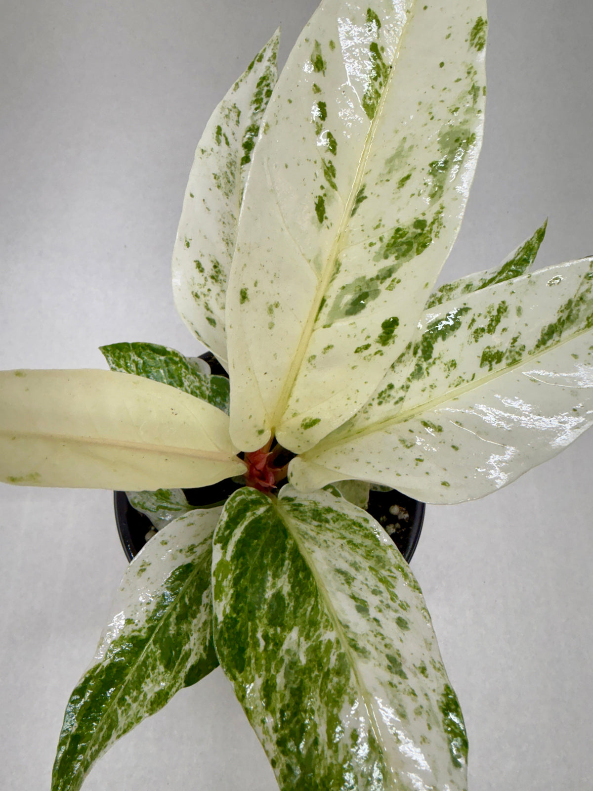 Anthurium 'Variegated Hookeri' live plant, photo 4 - Austin Jungle Co.