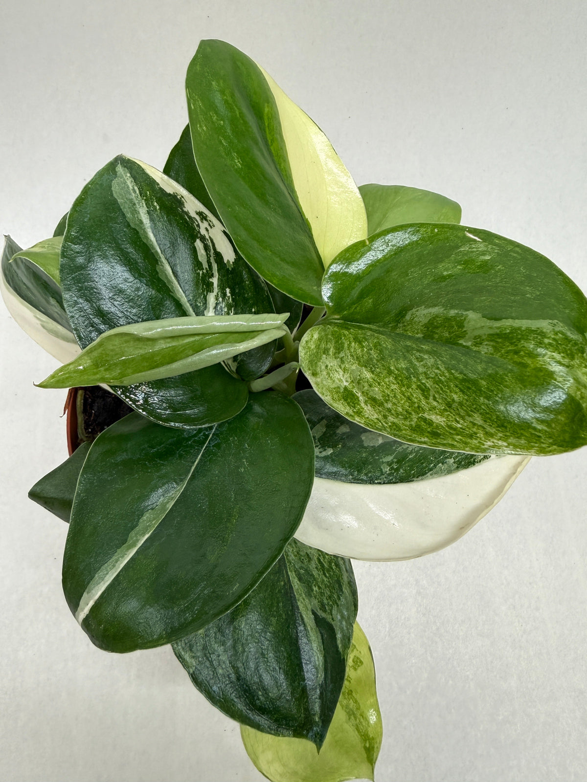 Scindapsus ‘Rubicon’ Variegated live plant, photo 2 - Austin Jungle Co.