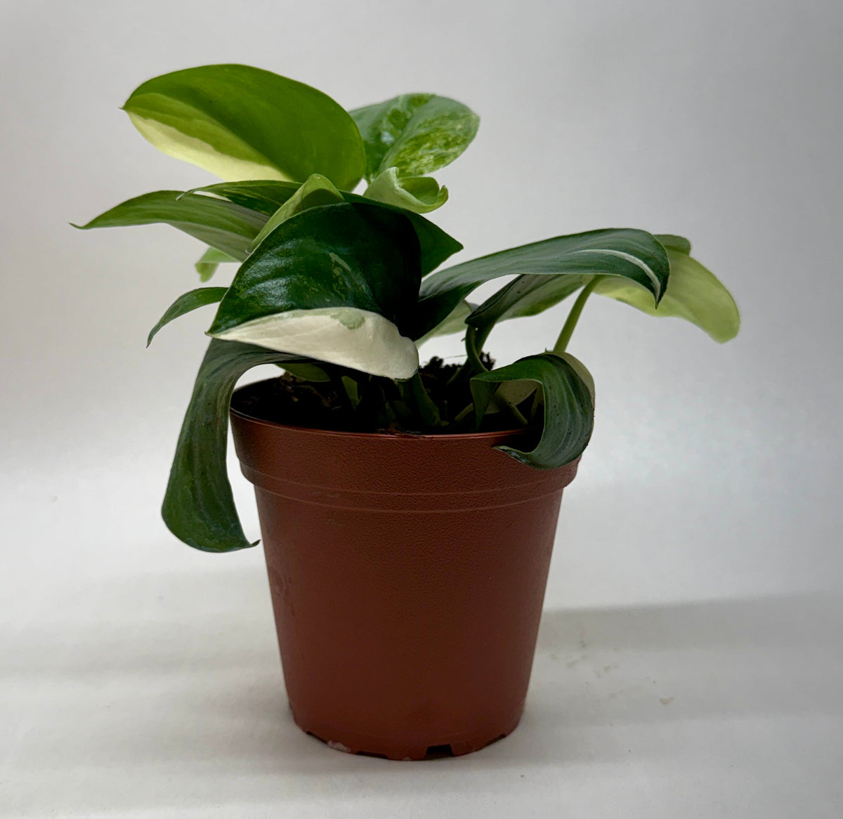 Scindapsus ‘Rubicon’ Variegated live plant, photo 4 - Austin Jungle Co.