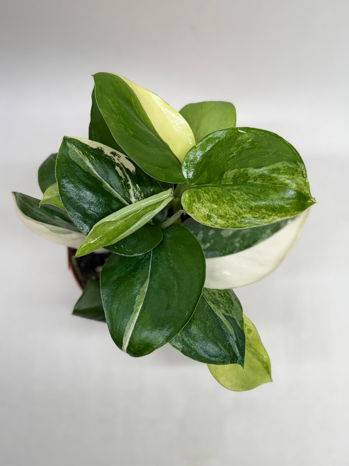 Scindapsus ‘Rubicon’ Variegated live plant, photo 3 - Austin Jungle Co.