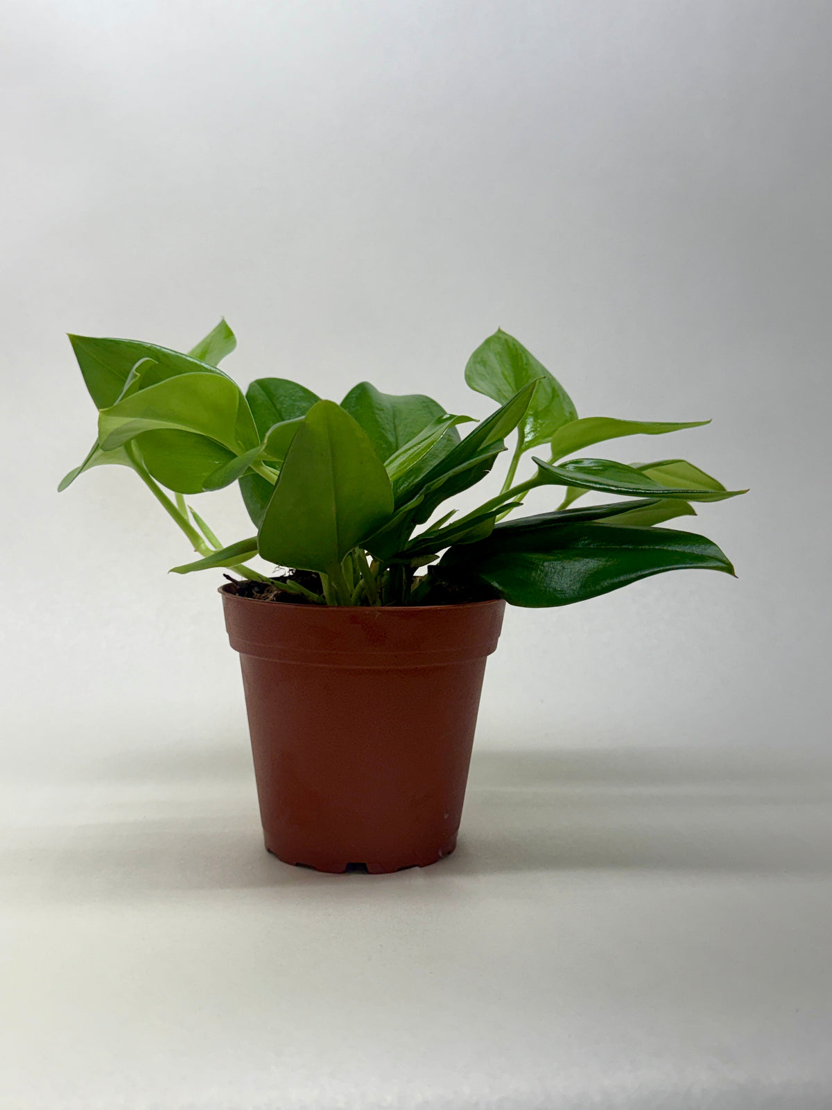 Scindapsus ‘Rubicon’ live plant, photo 2 - Austin Jungle Co.