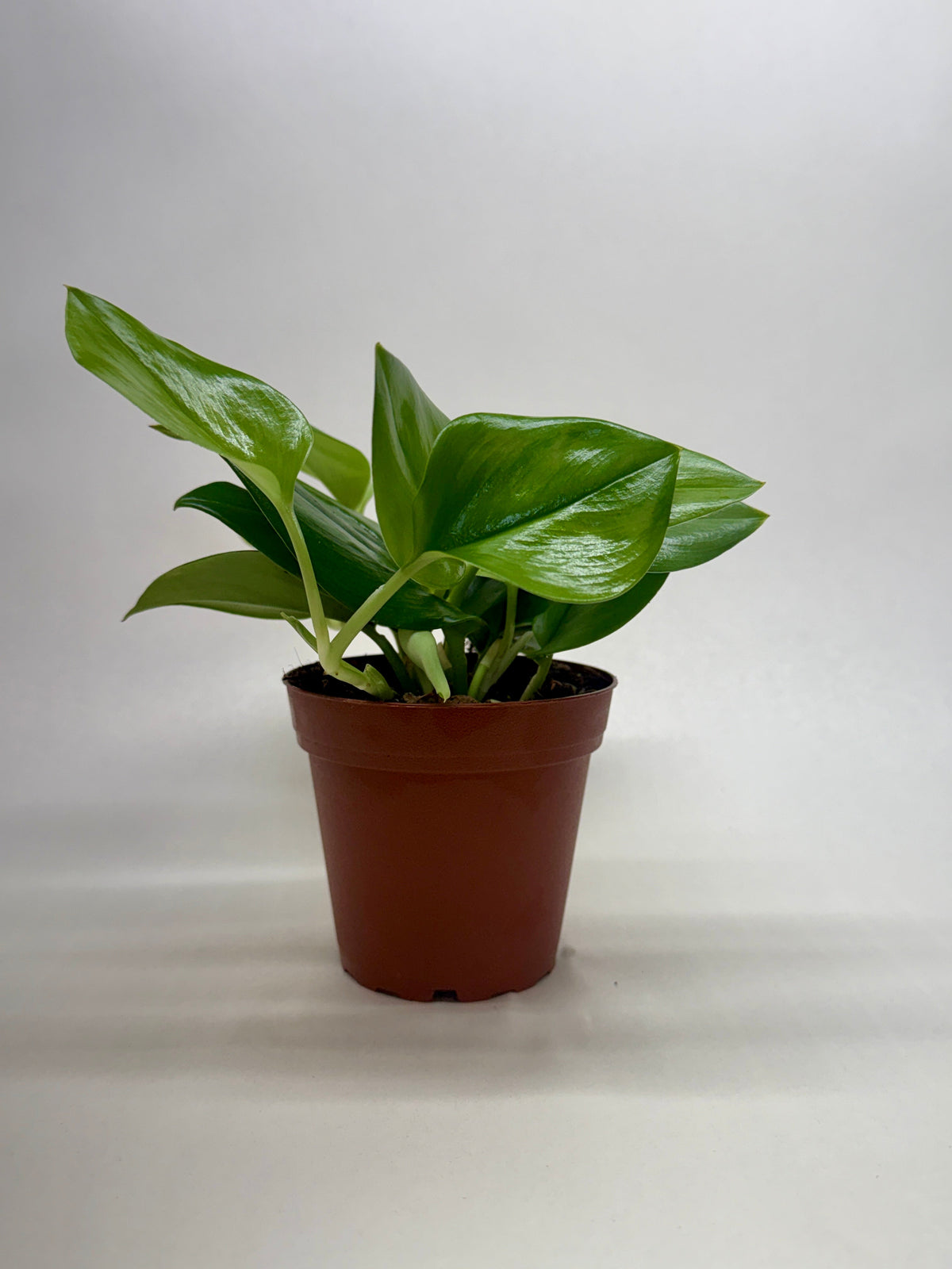 Scindapsus ‘Rubicon’ live plant, photo 4 - Austin Jungle Co.
