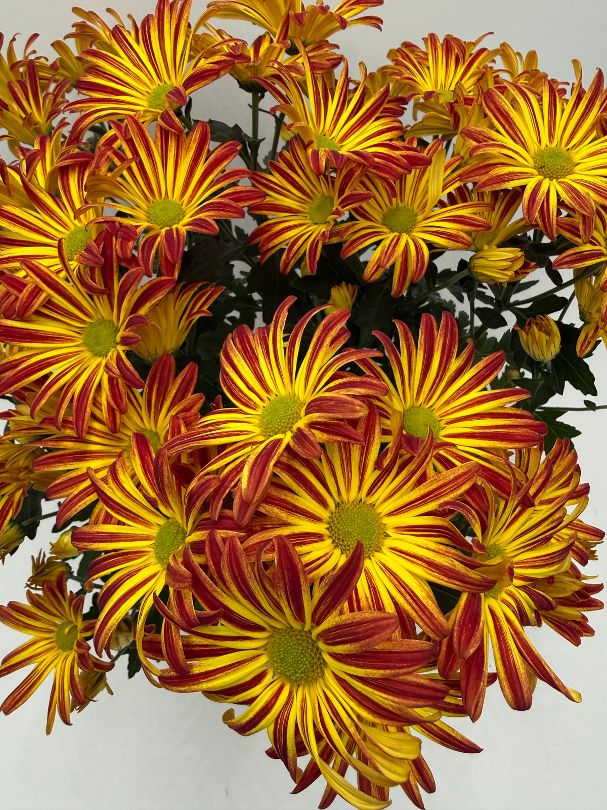 Mums (Chrysanthemum) live plant, photo 2 - Austin Jungle Co.