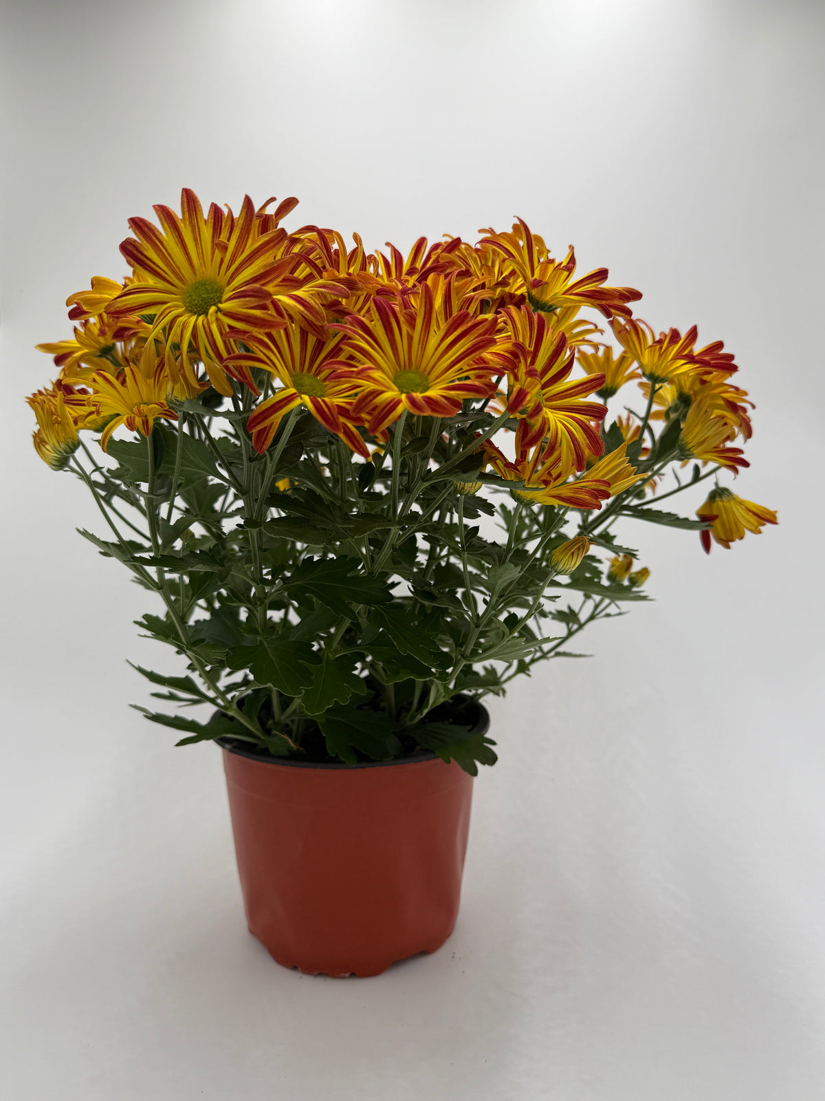 Mums (Chrysanthemum) live plant, photo 4 - Austin Jungle Co.