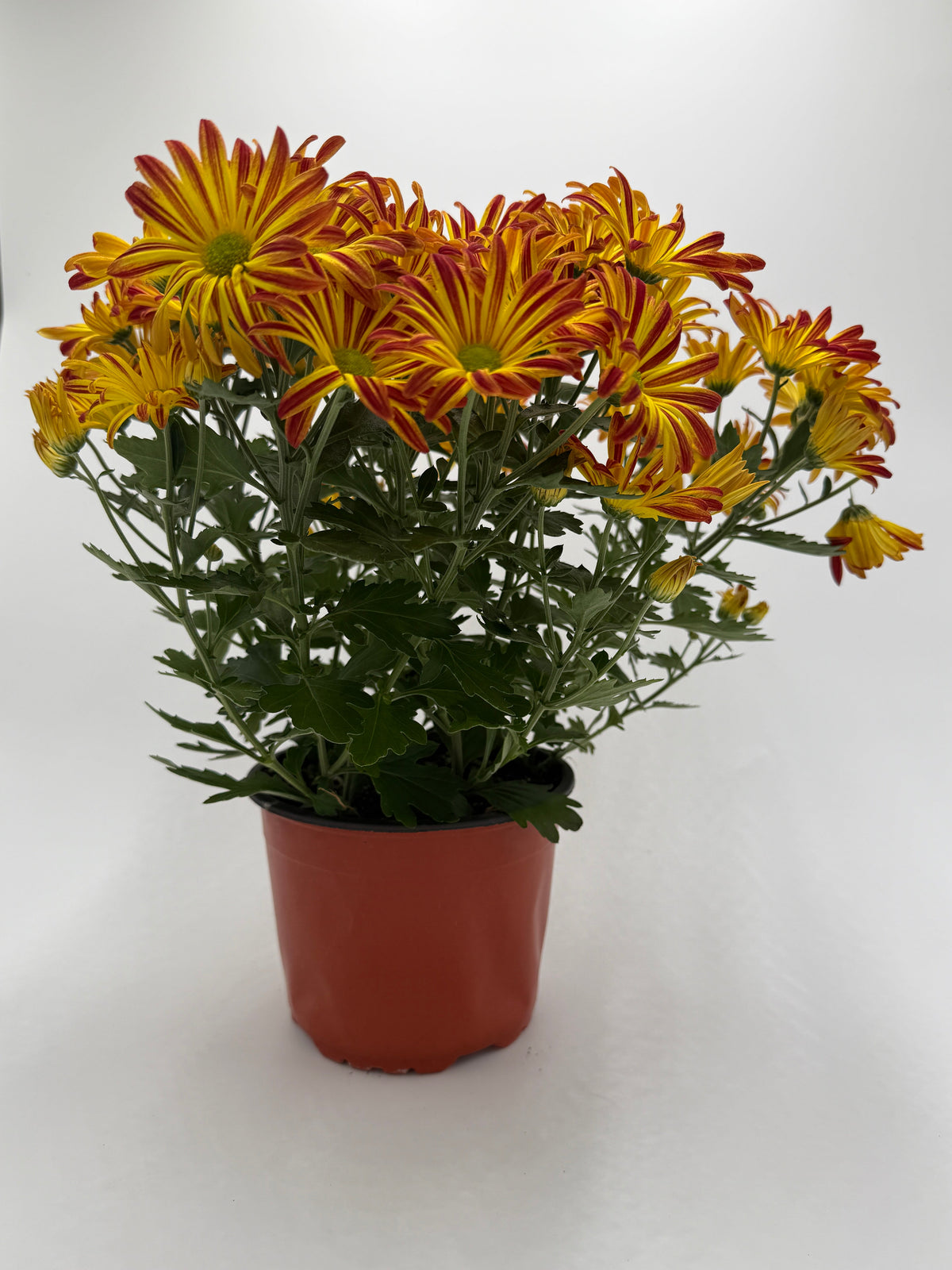 Mums (Chrysanthemum) live plant, photo 5 - Austin Jungle Co.