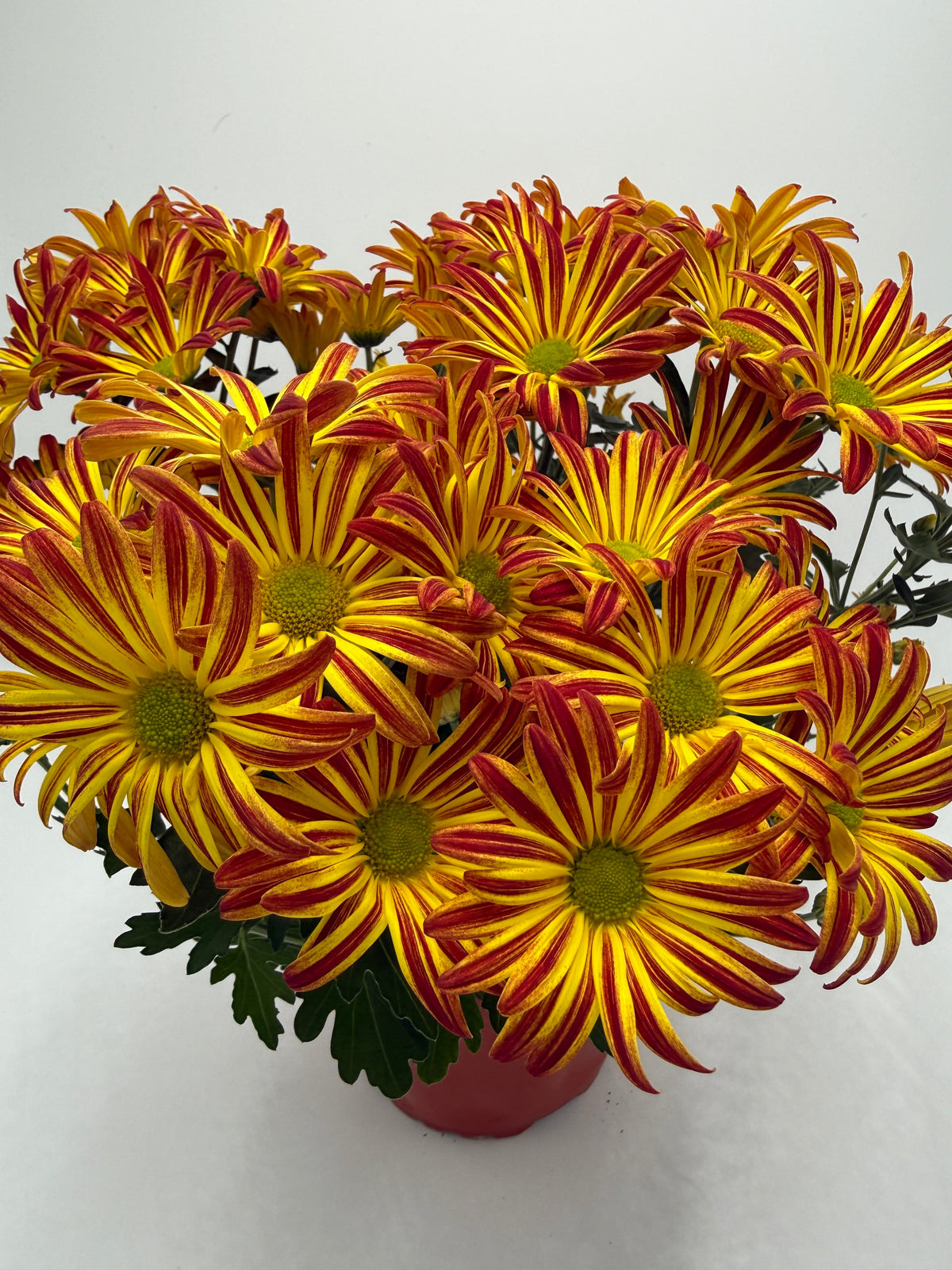 Mums (Chrysanthemum) live plant, photo 6 - Austin Jungle Co.