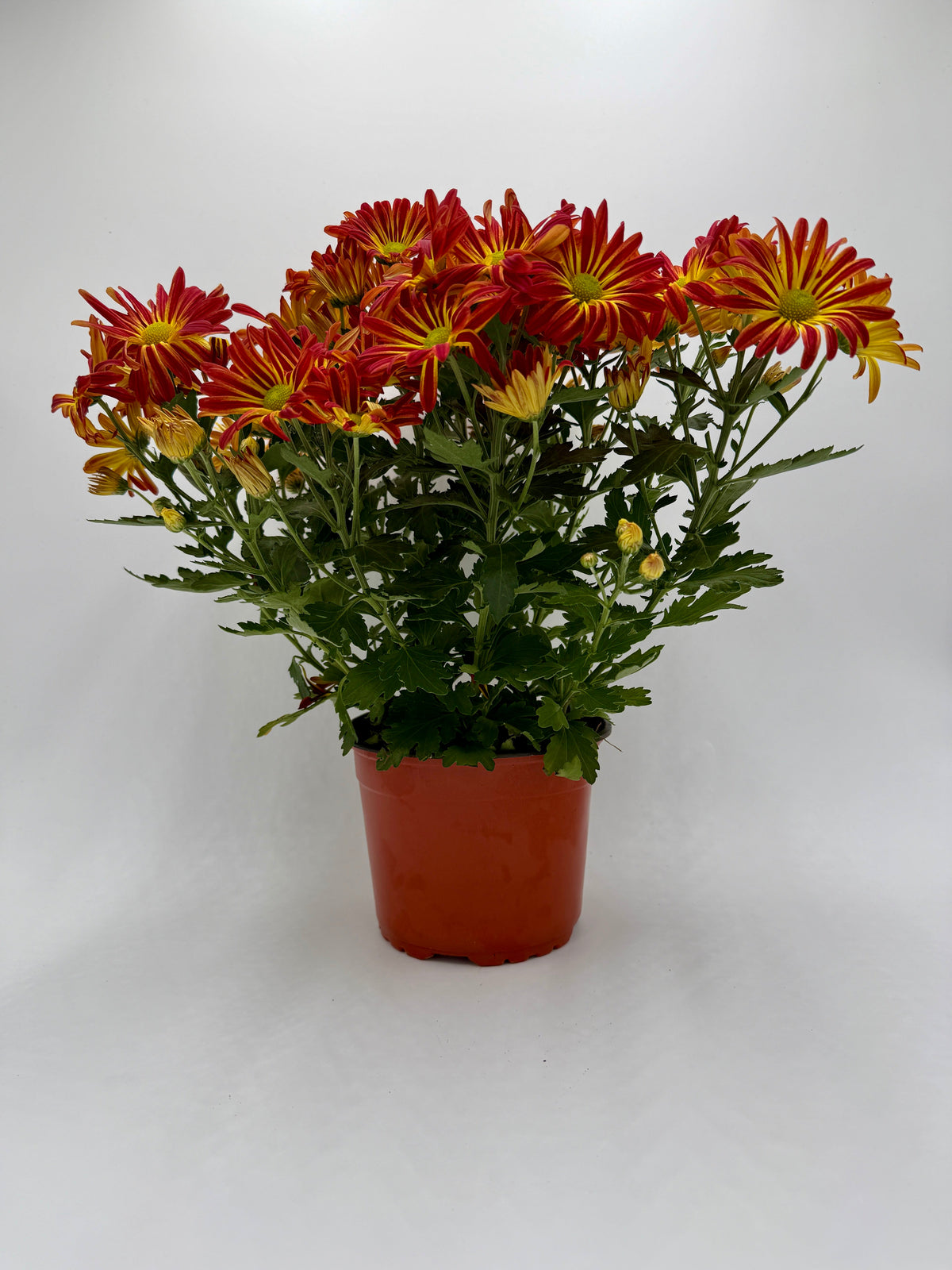 Mums (Chrysanthemum) live plant, photo 8 - Austin Jungle Co.