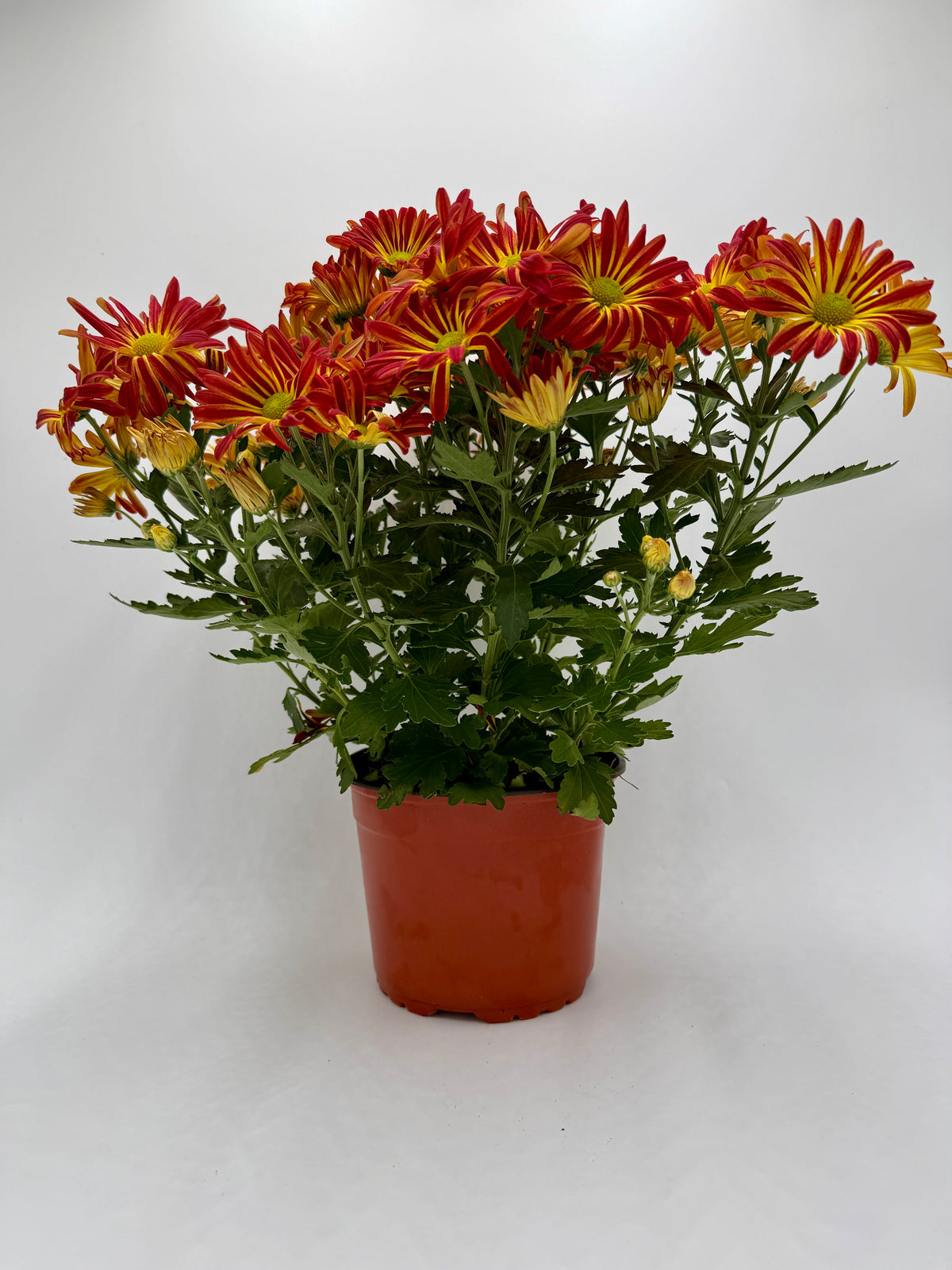 Mums (Chrysanthemum) live plant, photo 9 - Austin Jungle Co.