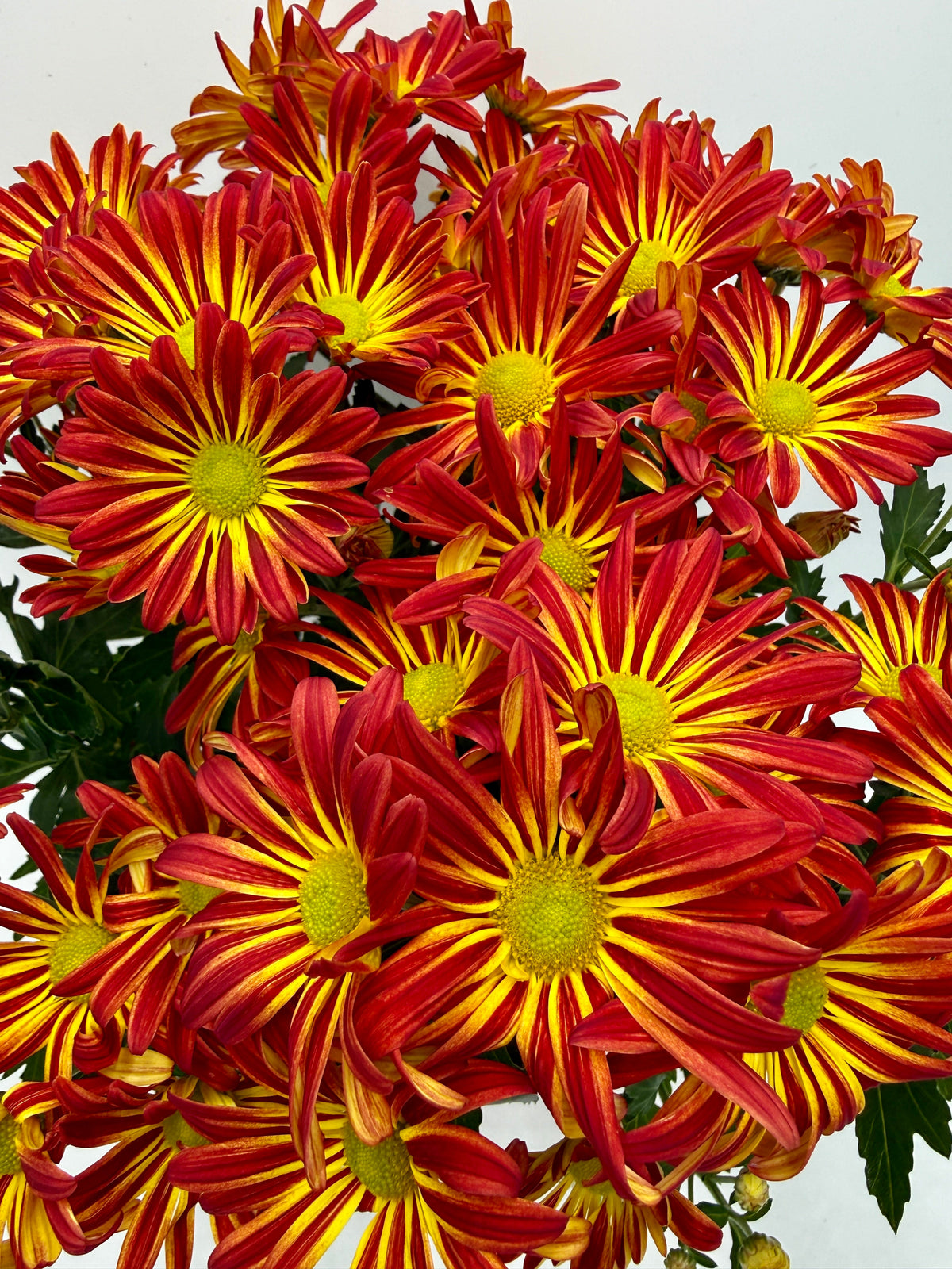 Mums (Chrysanthemum) live plant, photo 10 - Austin Jungle Co.