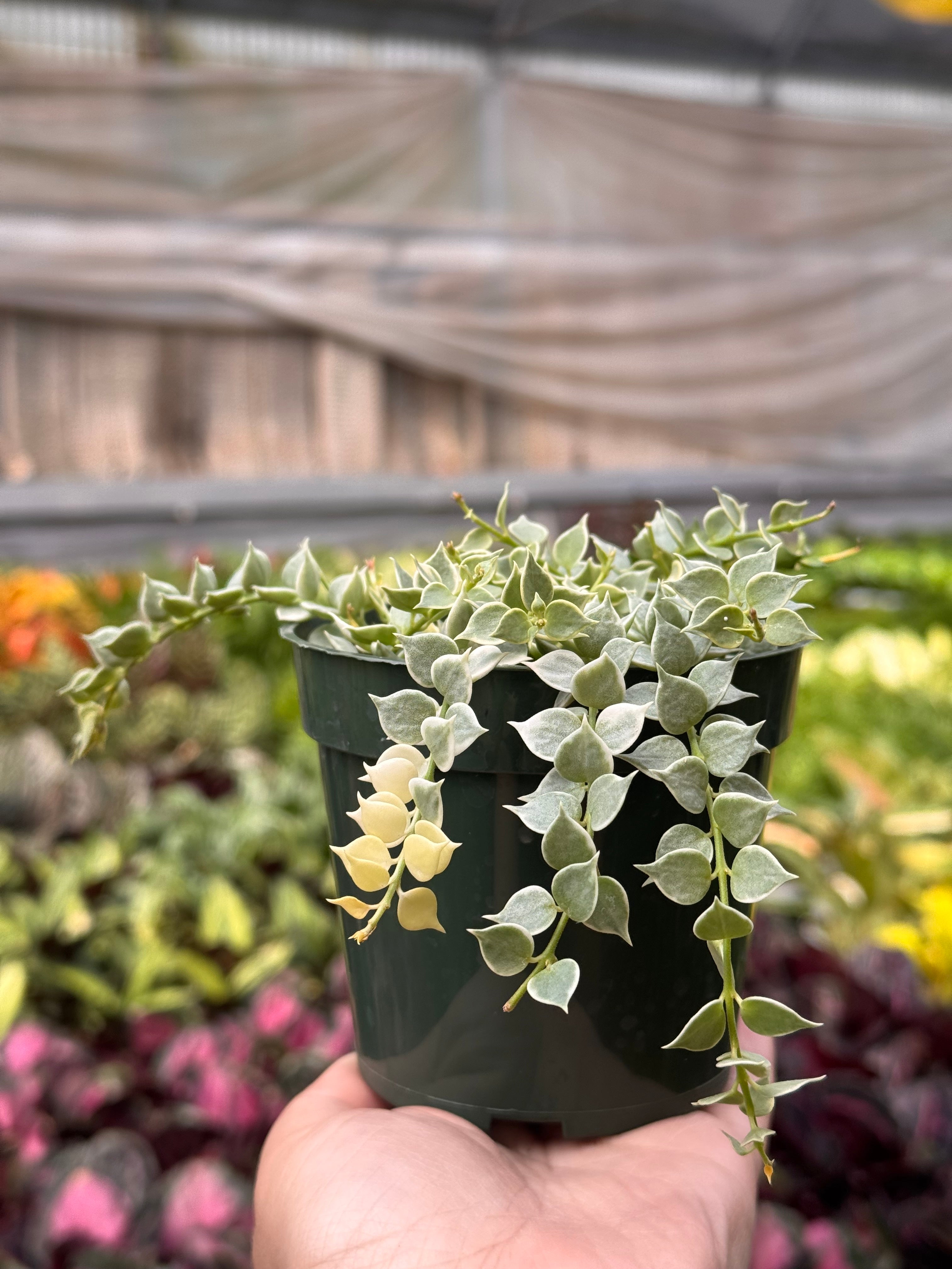 Dischidia 'Million Hearts' Variegated Succulent 4" Pot Austin Jungle Co.