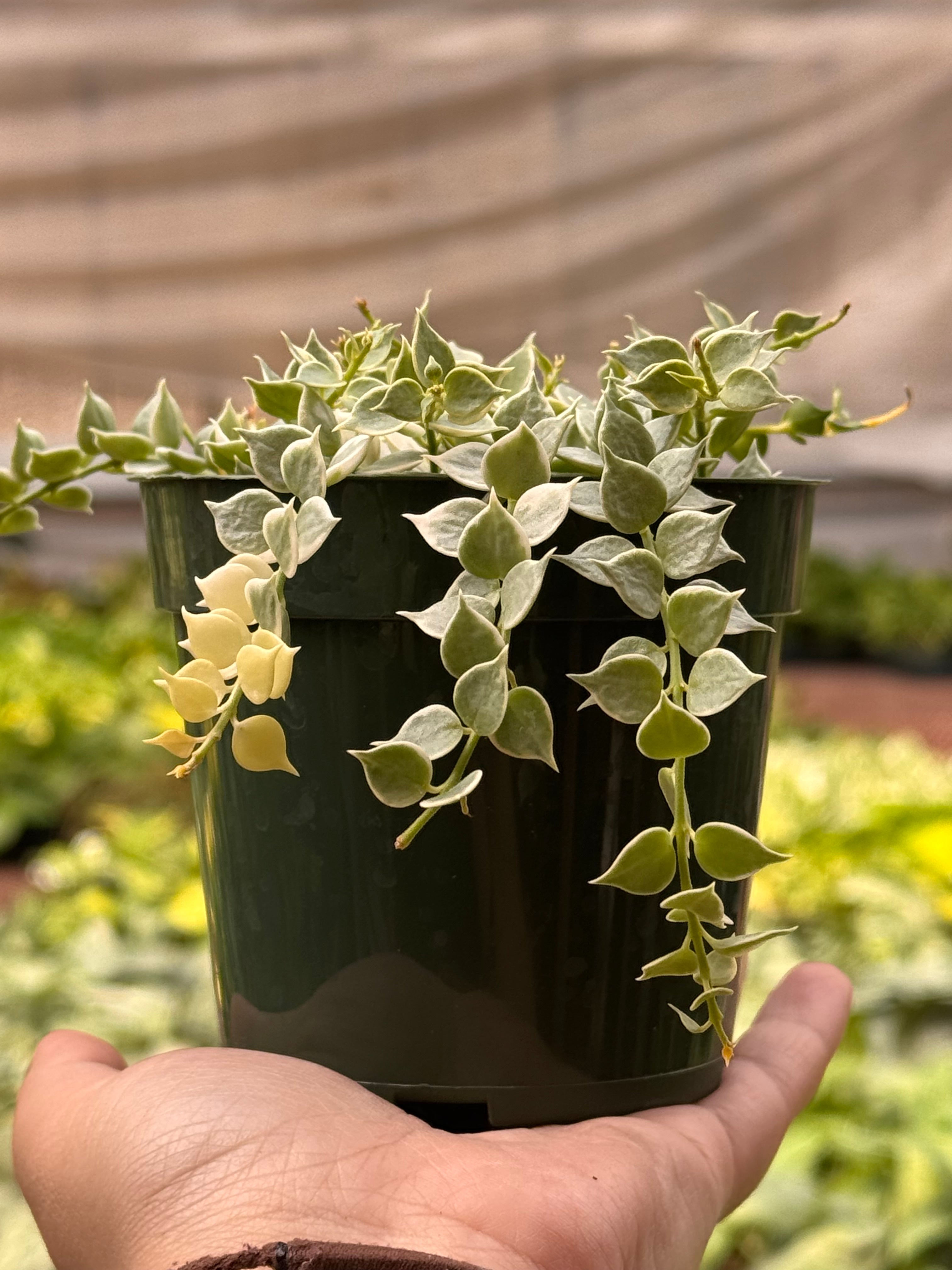Dischidia 'Million Hearts' Variegated Succulent 4" Pot Austin Jungle Co.