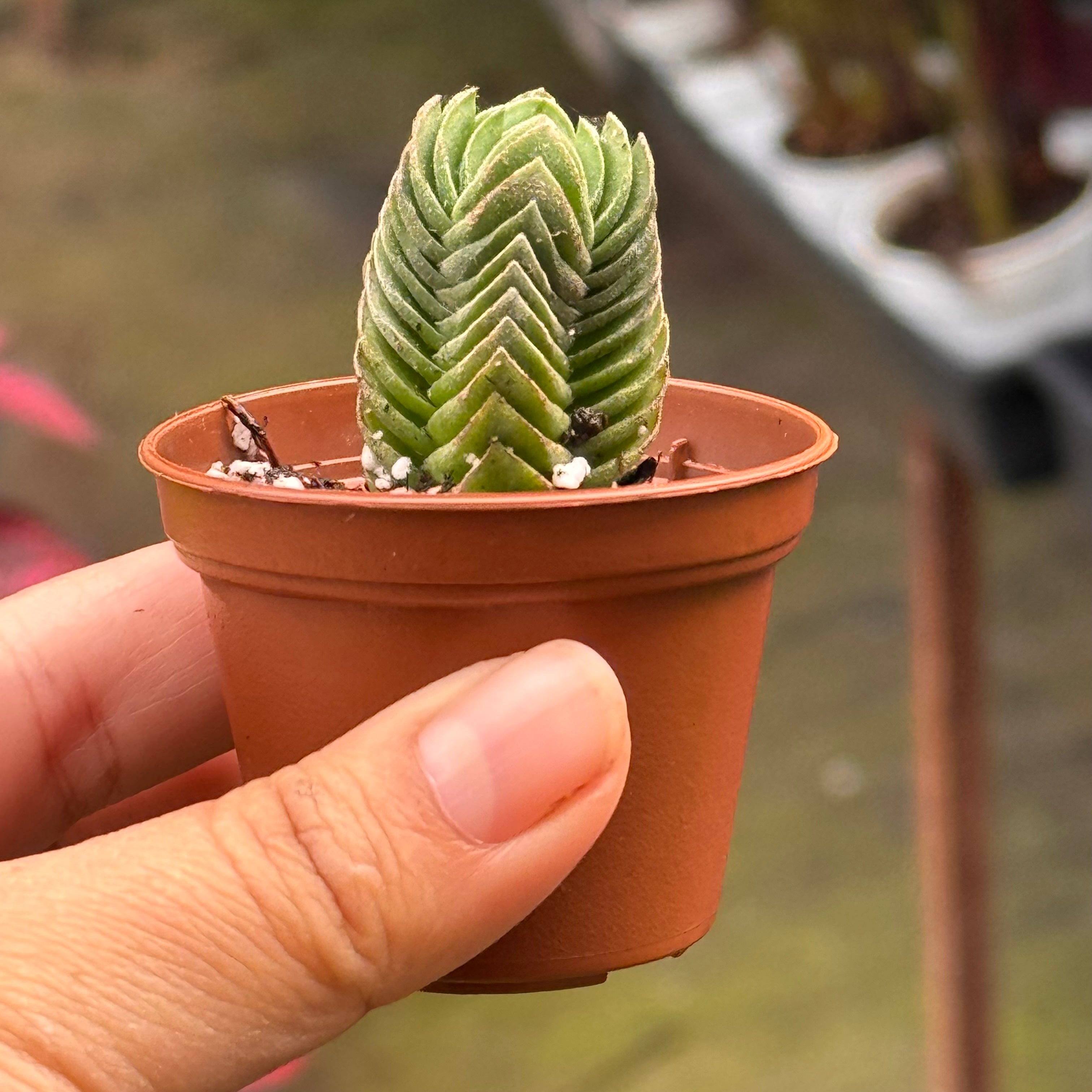 Crassula Buddha's Temple