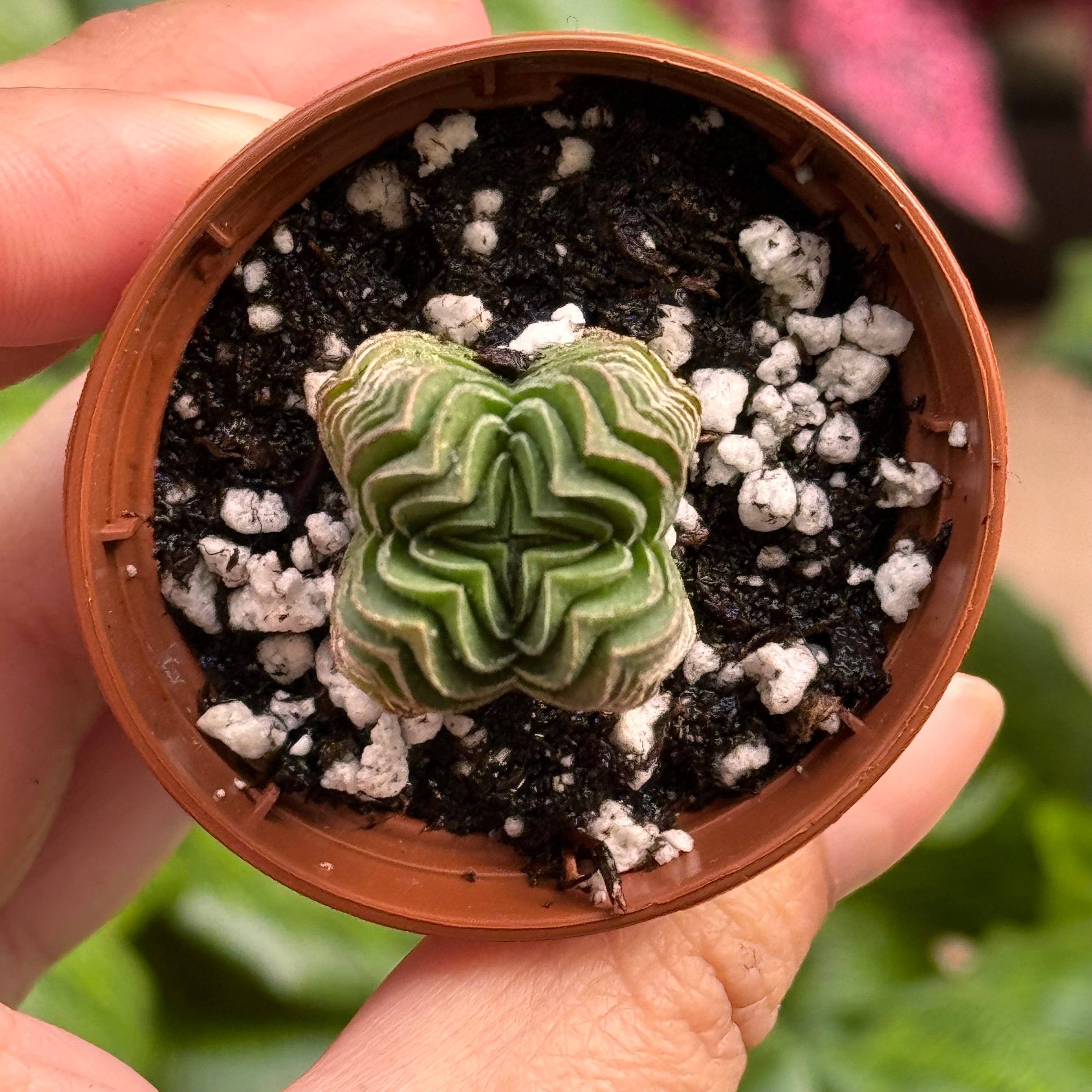 Crassula Buddha's Temple