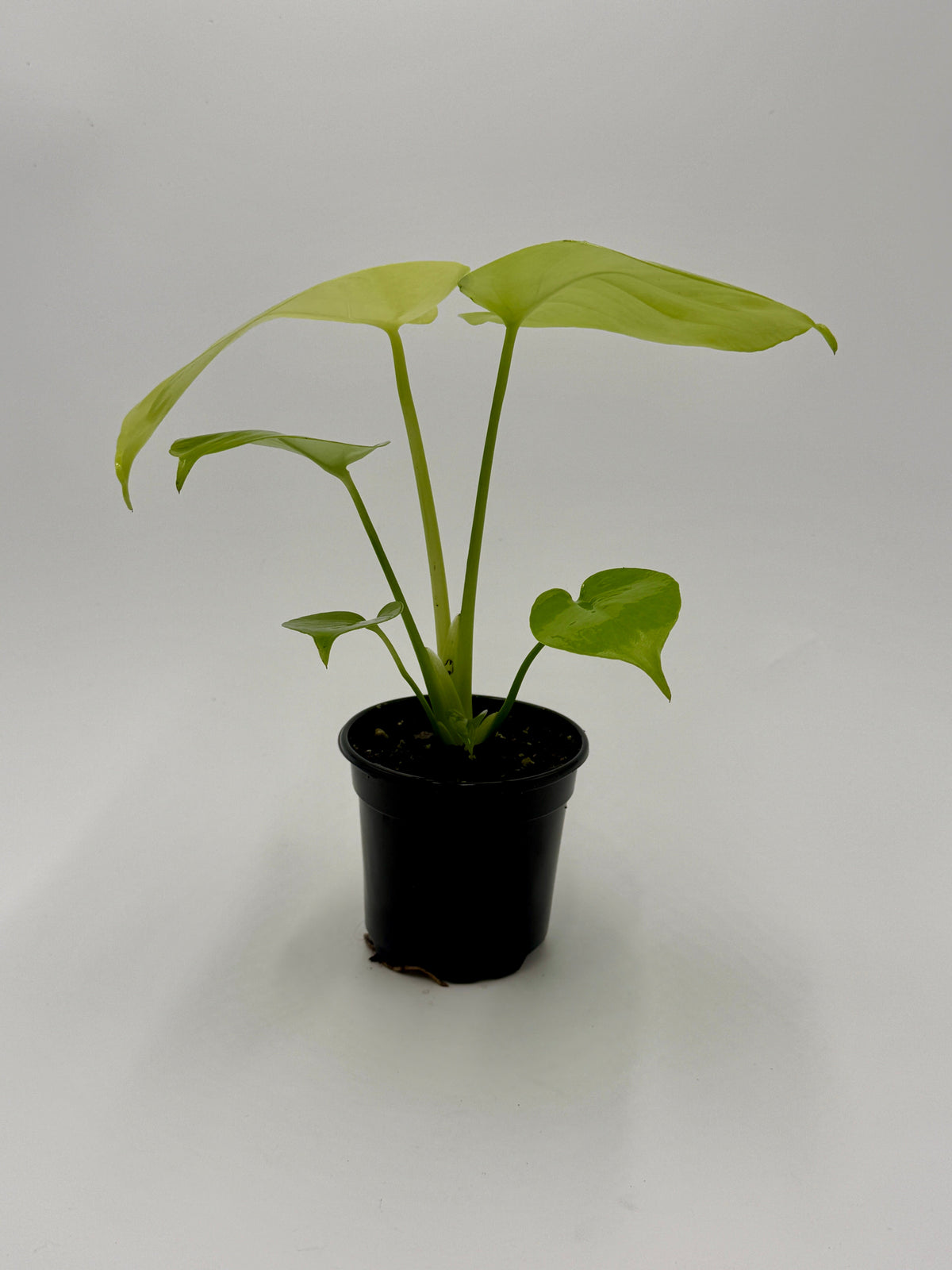 Monstera 'Super Golden' live plant, photo 4 - Austin Jungle Co.