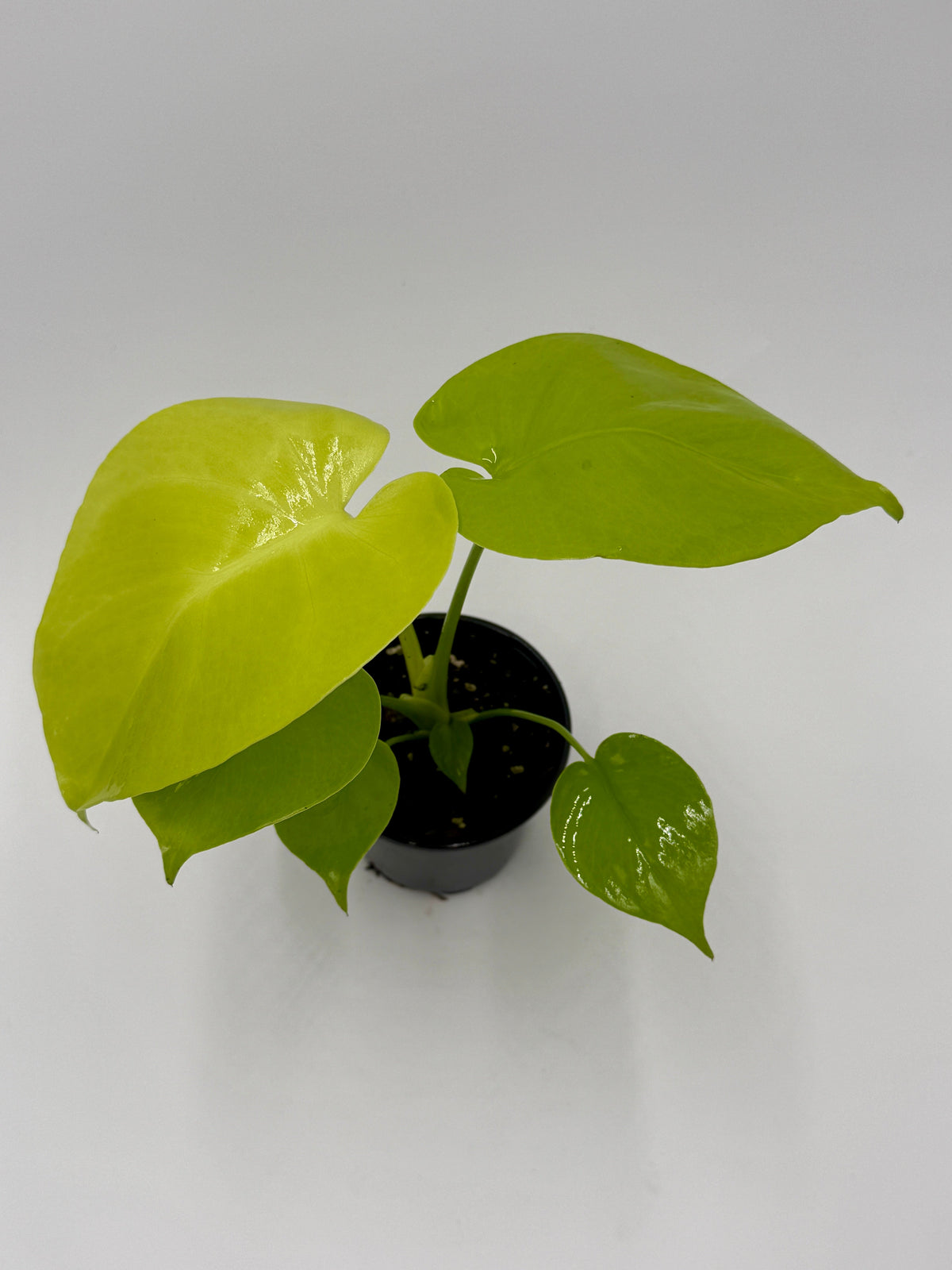 Monstera 'Super Golden' live plant, photo 2 - Austin Jungle Co.