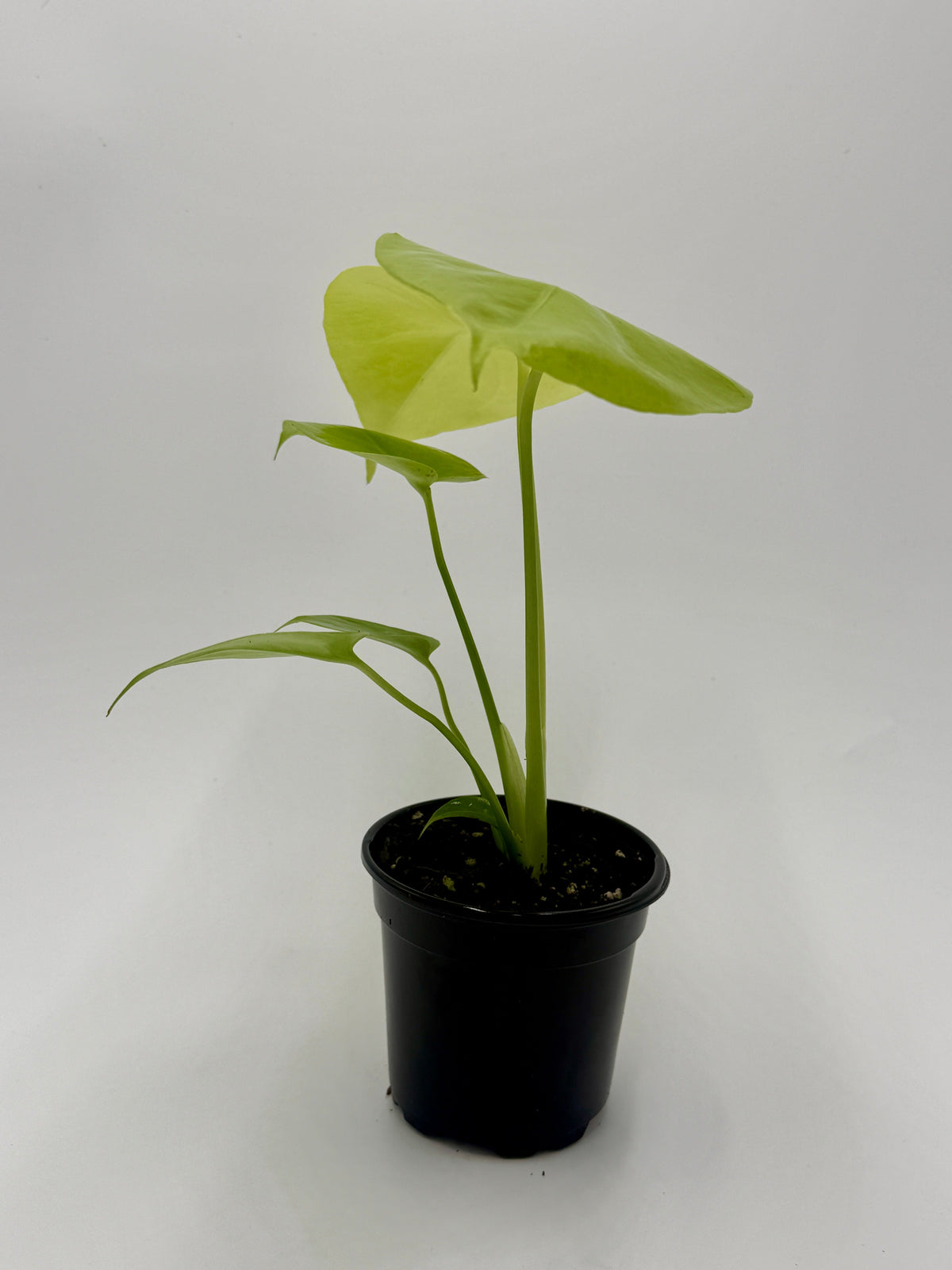 Monstera 'Super Golden' live plant, photo 3 - Austin Jungle Co.