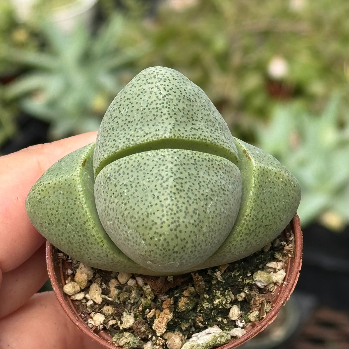 Succulent 'Split Rocks' live plant, photo 6 - Austin Jungle Co.