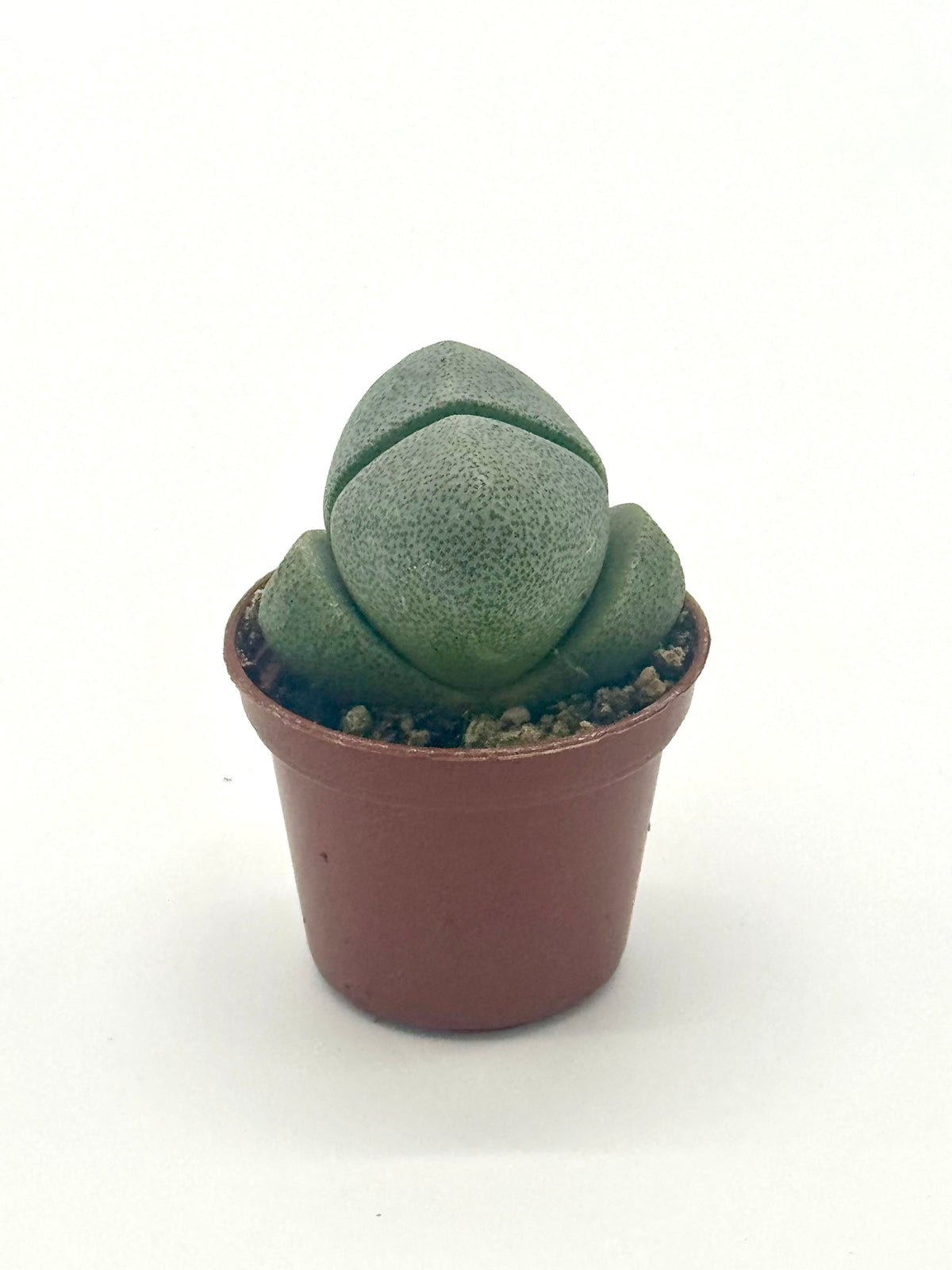 Succulent 'Split Rocks' live plant, photo 3 - Austin Jungle Co.