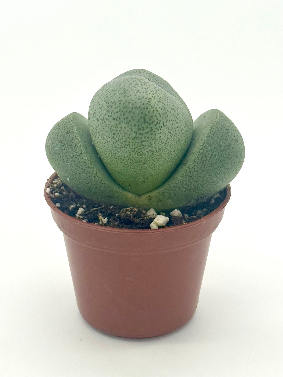 Succulent 'Split Rocks' live plant, photo 8 - Austin Jungle Co.