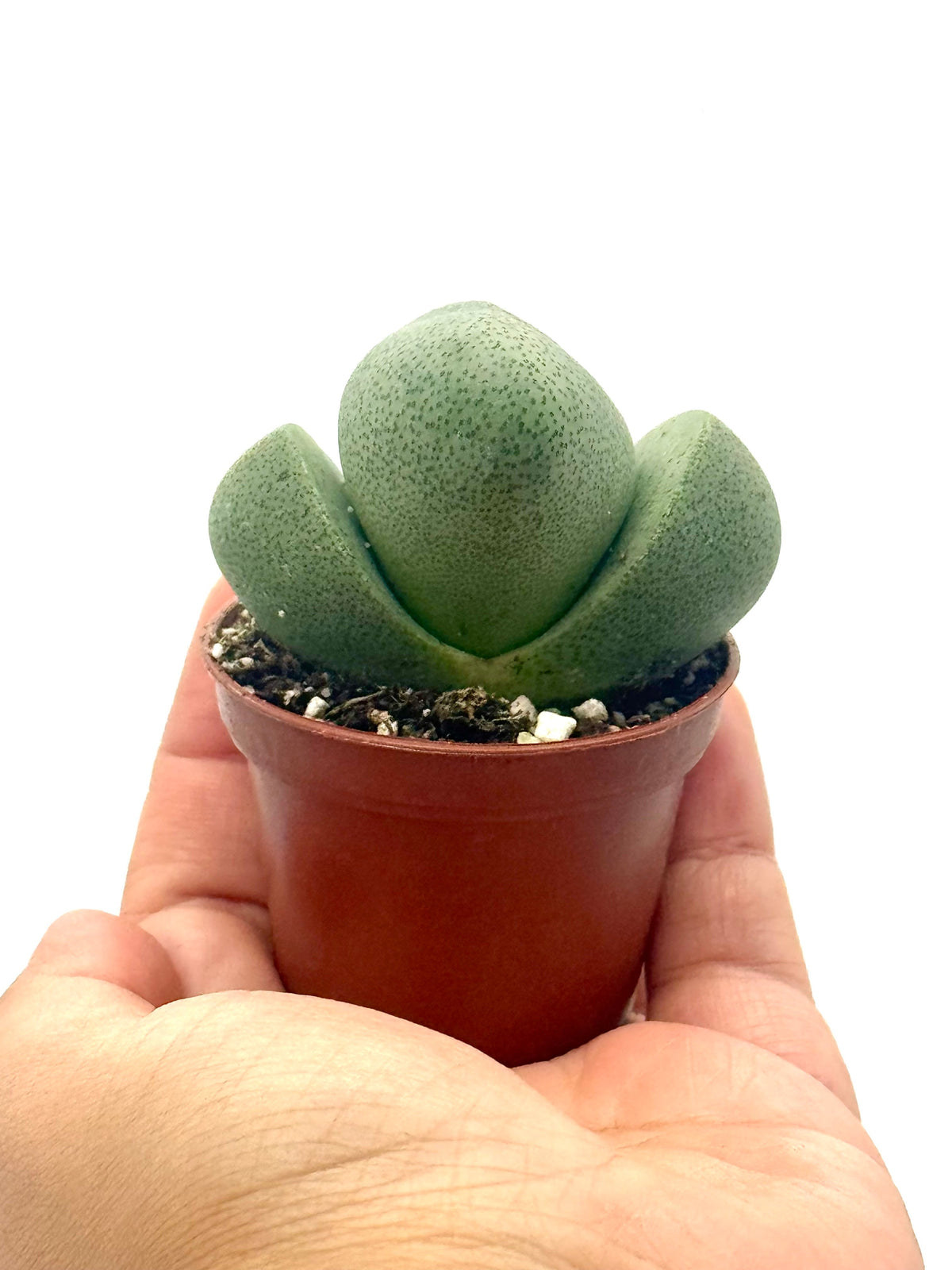 Succulent 'Split Rocks' live plant, photo 2 - Austin Jungle Co.