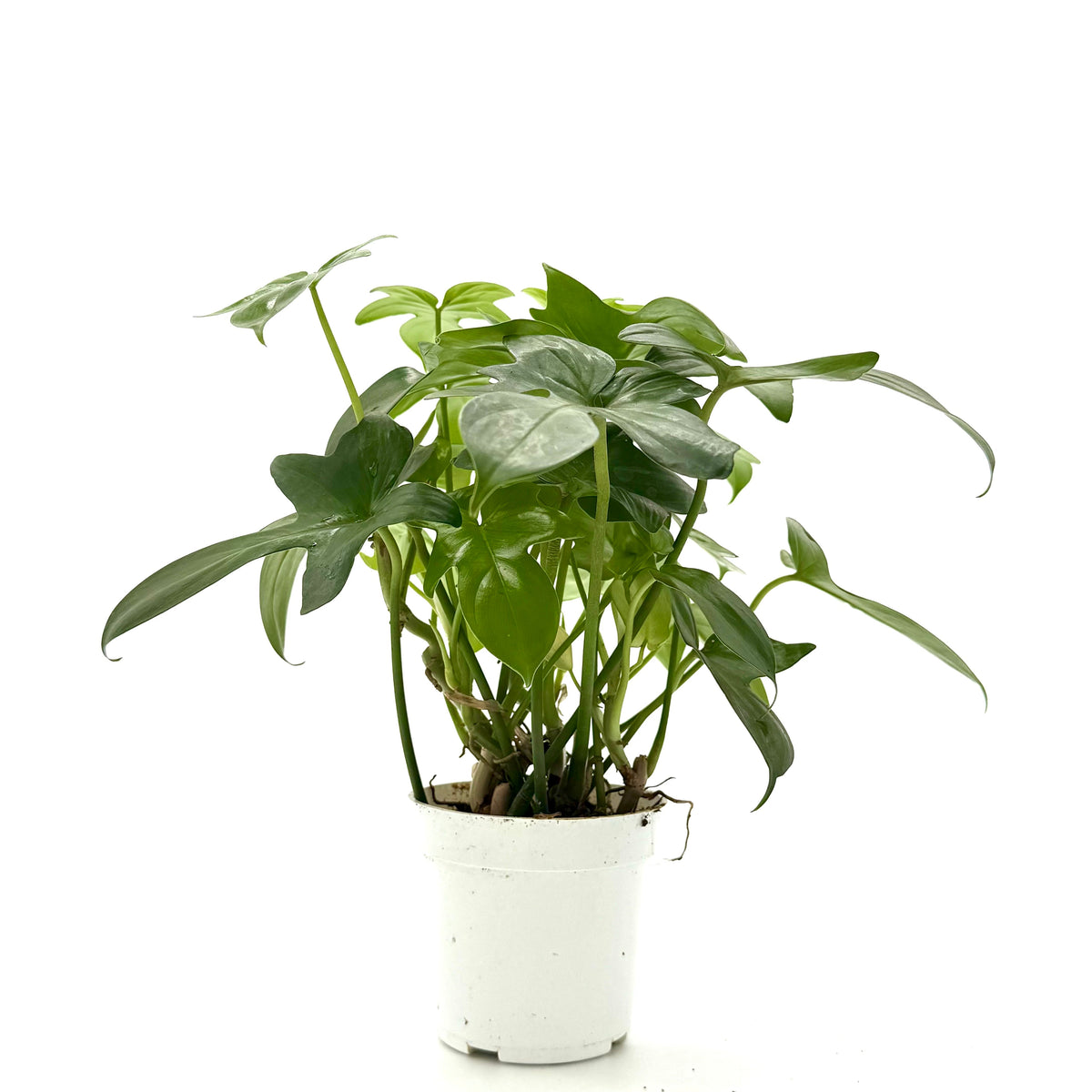 Philodendron 'Pedatum' live plant, photo 4 - Austin Jungle Co.