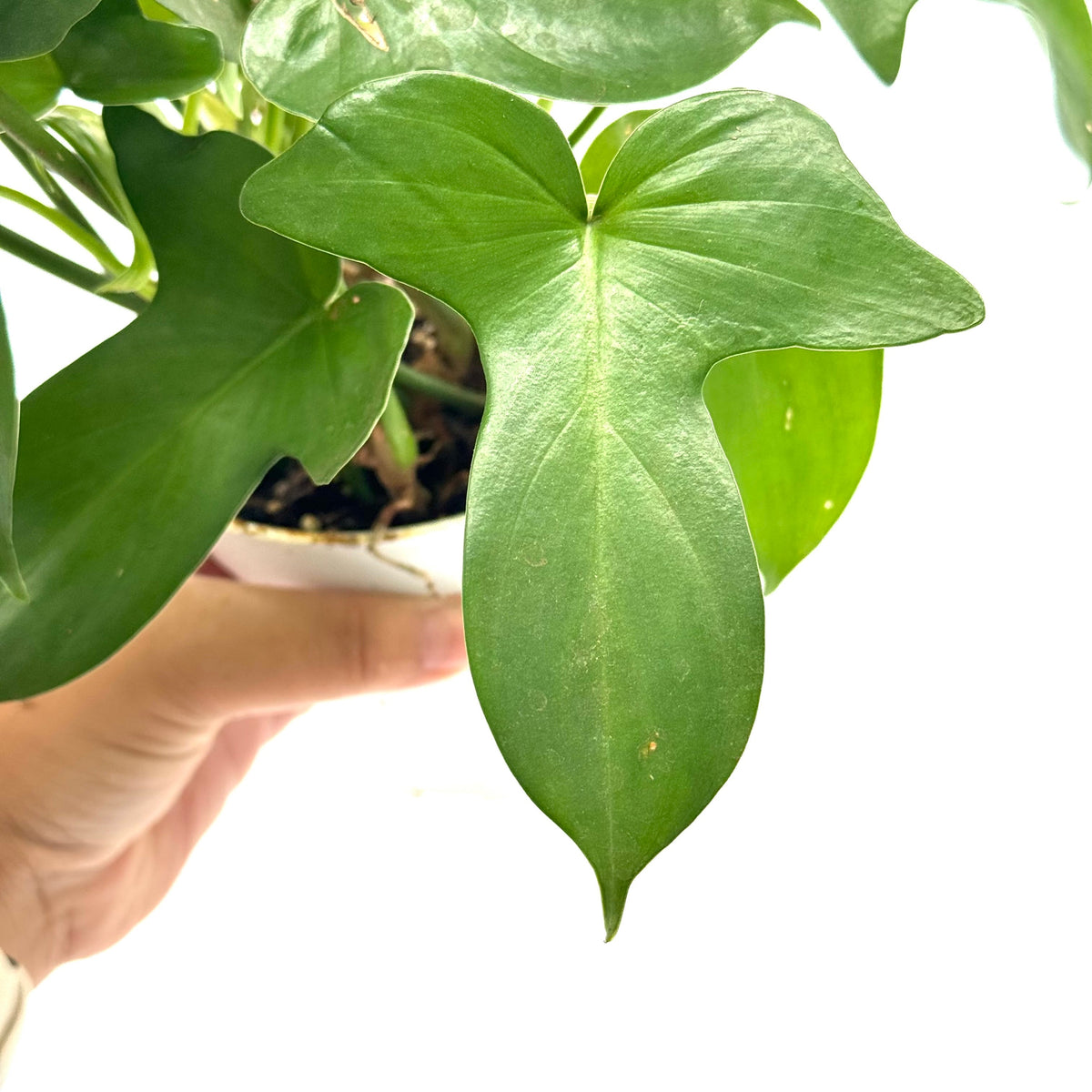 Philodendron 'Pedatum' live plant, photo 3 - Austin Jungle Co.
