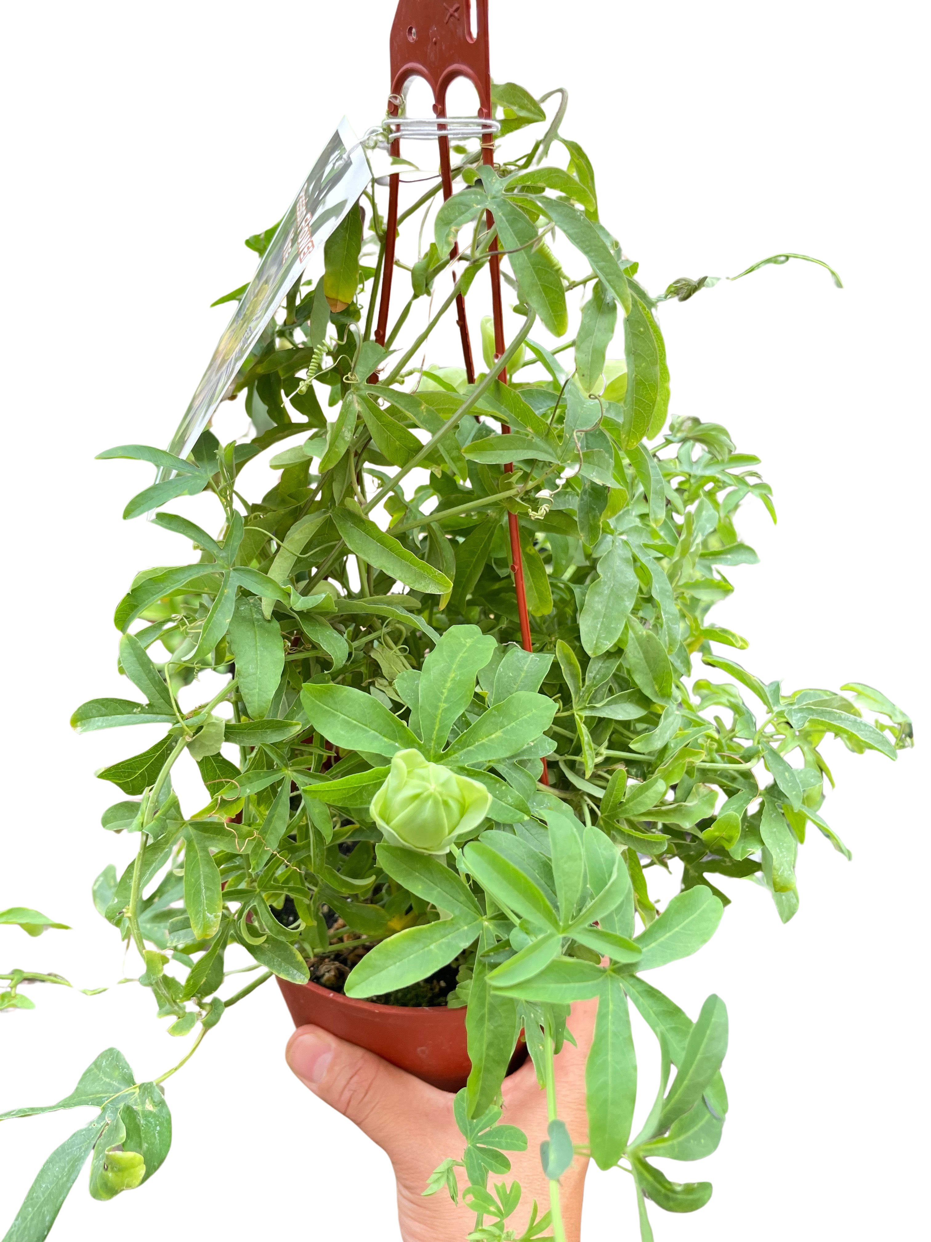 Passion Flower Indoor Plants 6" Pot Austin Jungle Co.