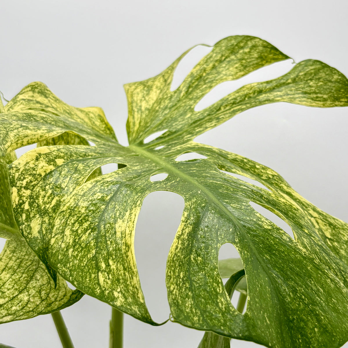 Monstera 'Mint' live plant, photo 4 - Austin Jungle Co.
