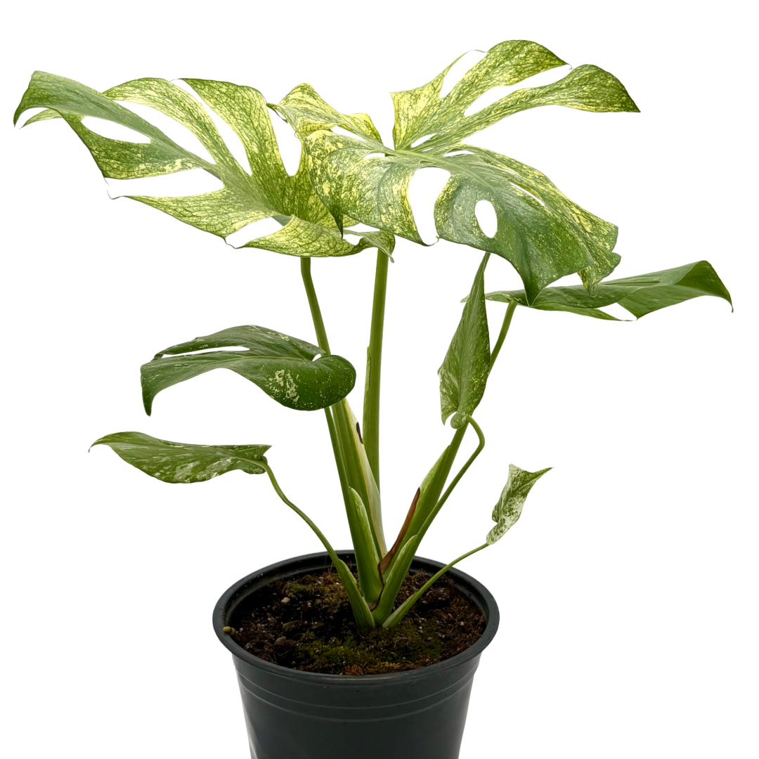 Monstera 'Mint' live plant, photo 1 - Austin Jungle Co.