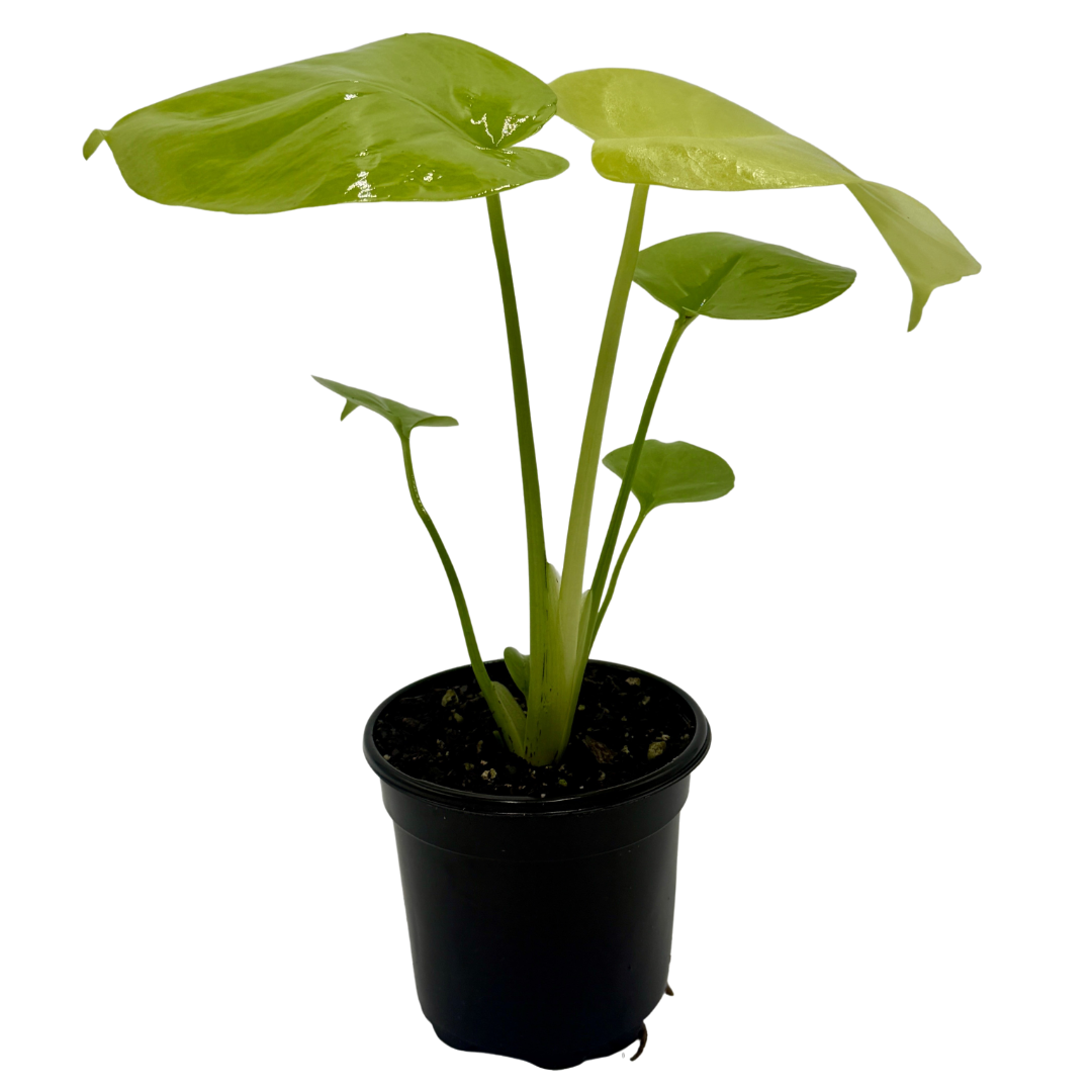 Monstera 'Super Golden' live plant, photo 1 - Austin Jungle Co.