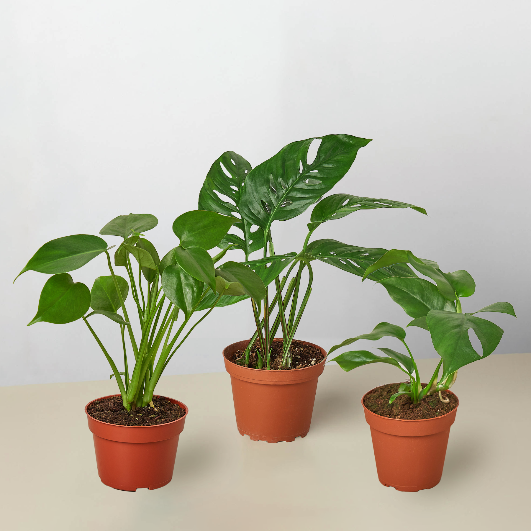 Monstera Bundle Bundle 4" Bundle Austin Jungle Co.