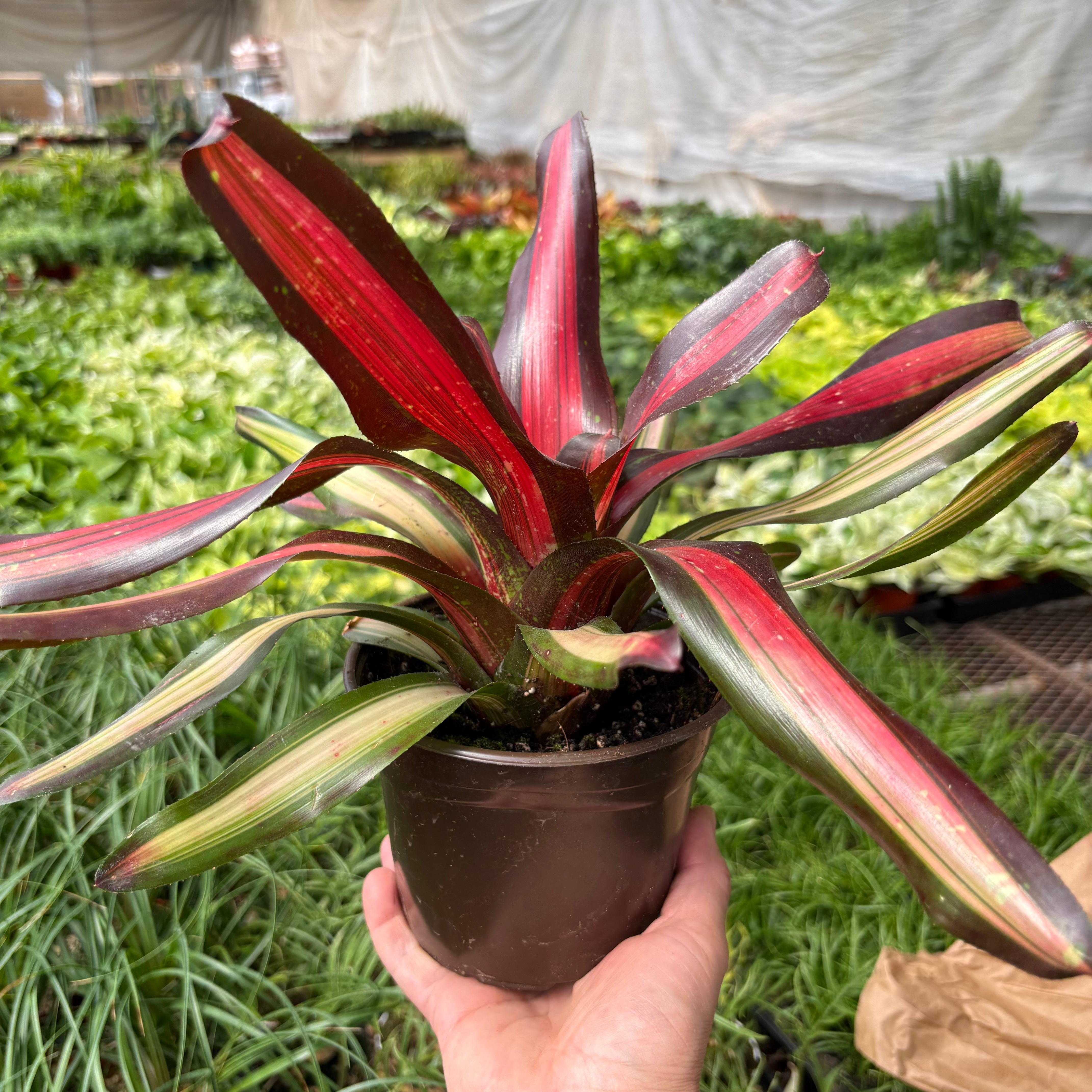 Bromeliad 'Pimiento' Indoor Plants 6" Pot Austin Jungle Co.